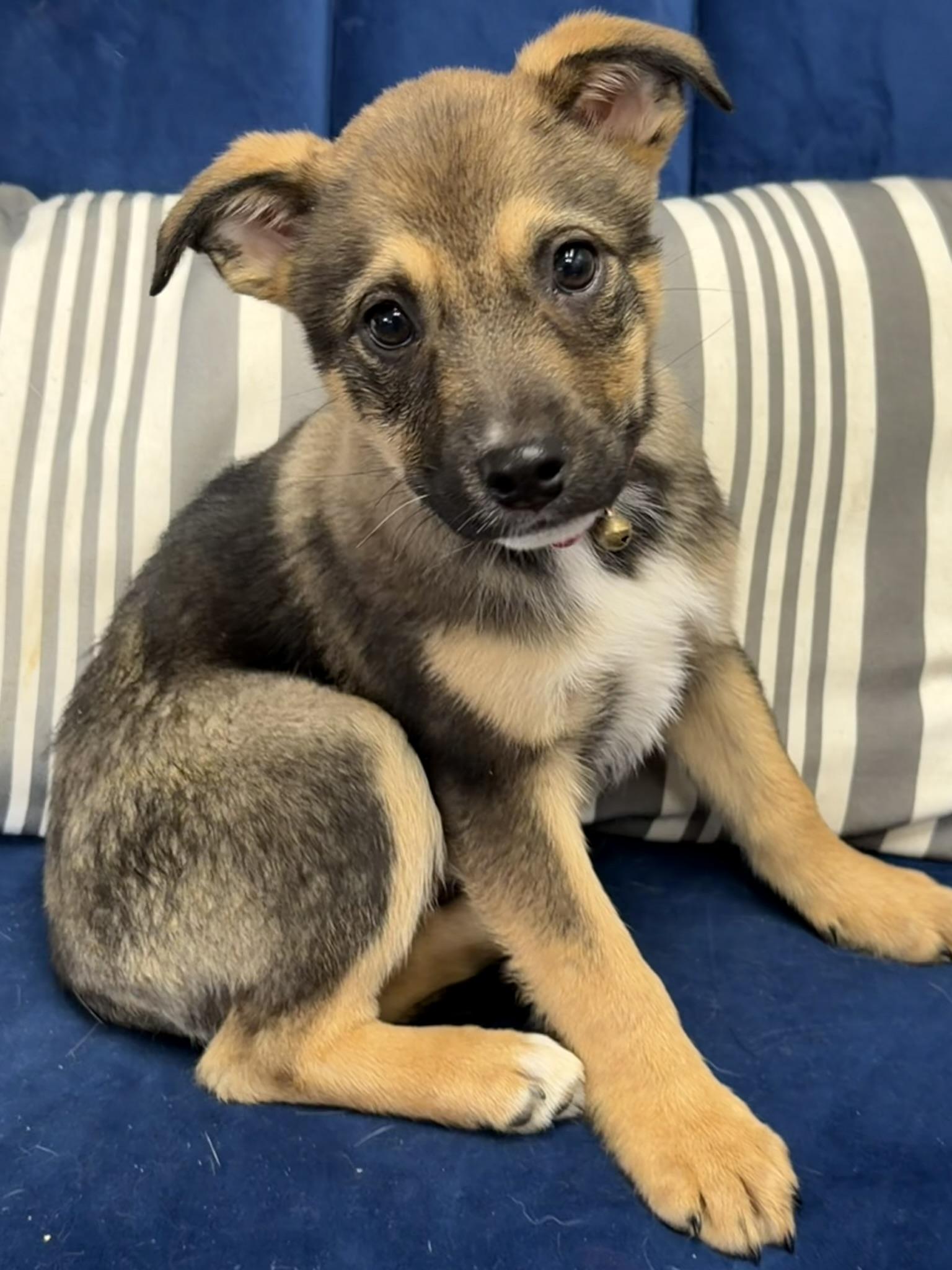 Mudd, Adoptable, Puppy Female Mixed Breed.