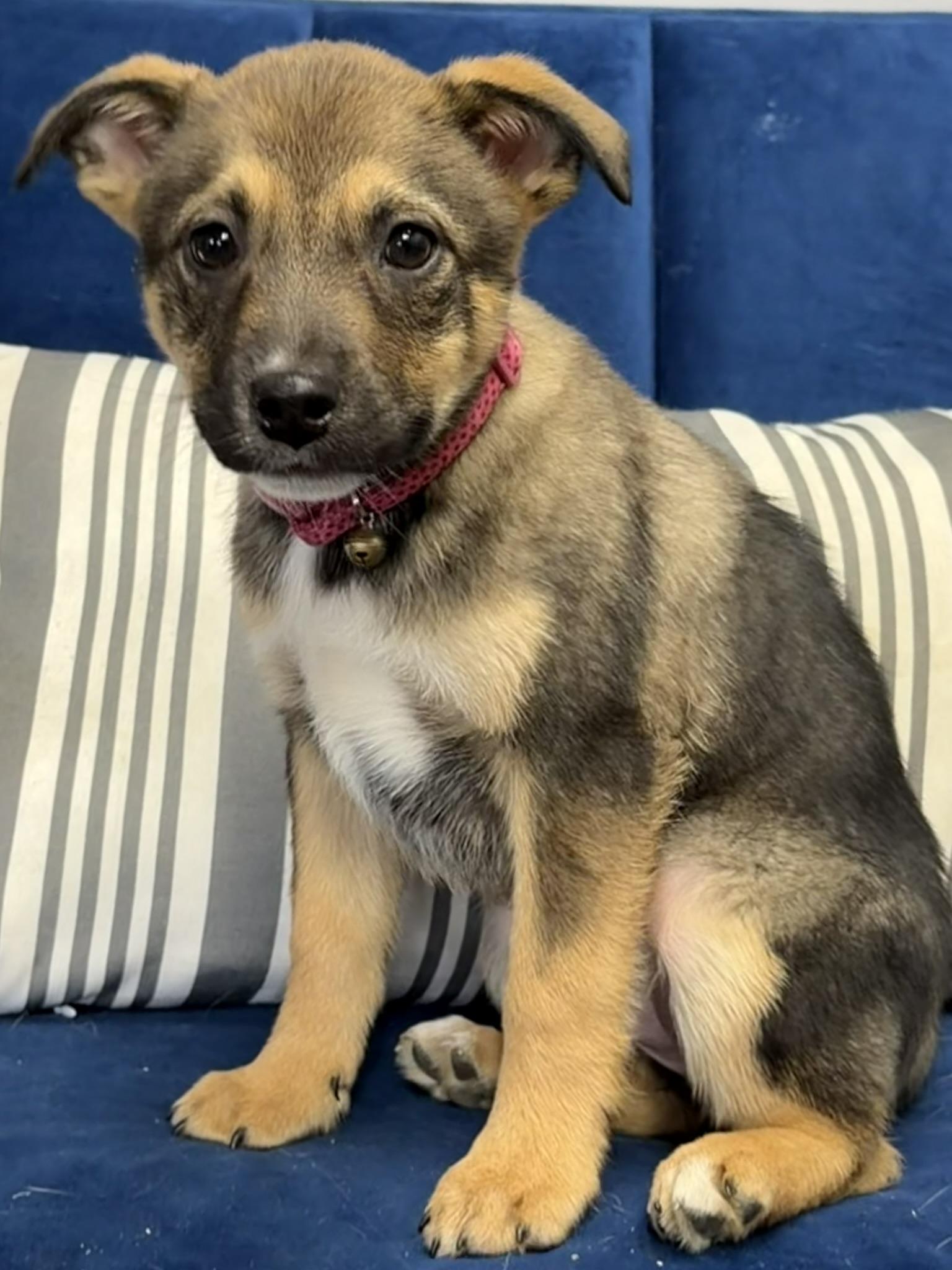 Mudd, a Adoptable mixed breed in Owensboro, KY image 3/3