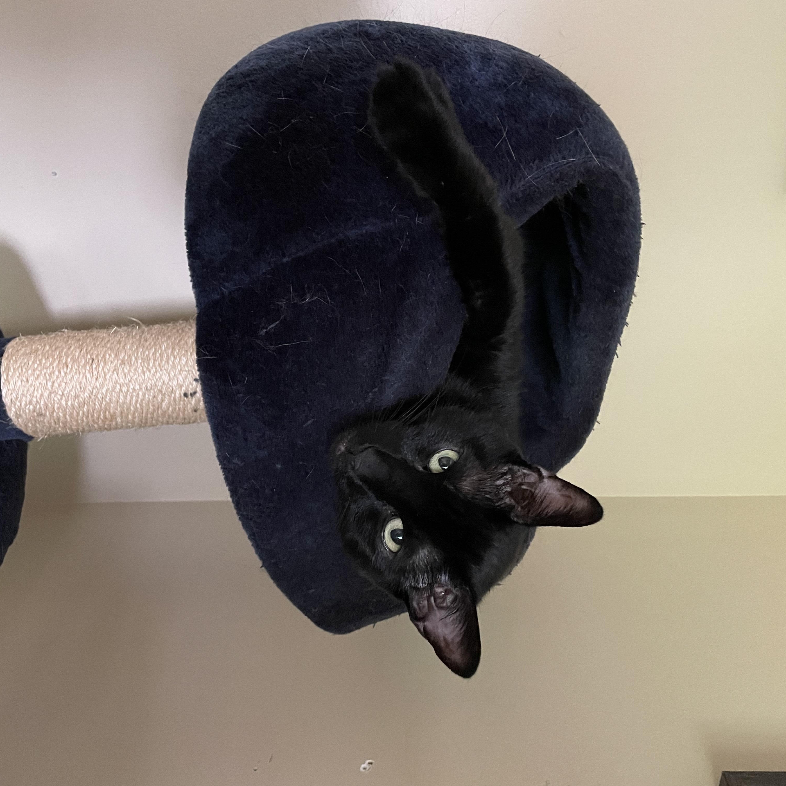 Milo photo 4