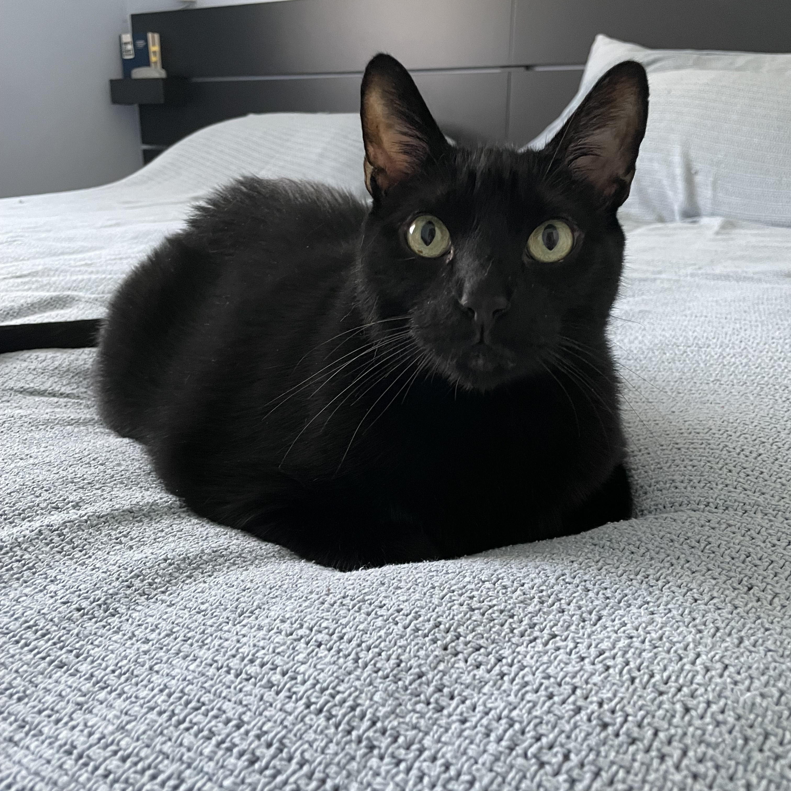 Milo, Adult Male unknown