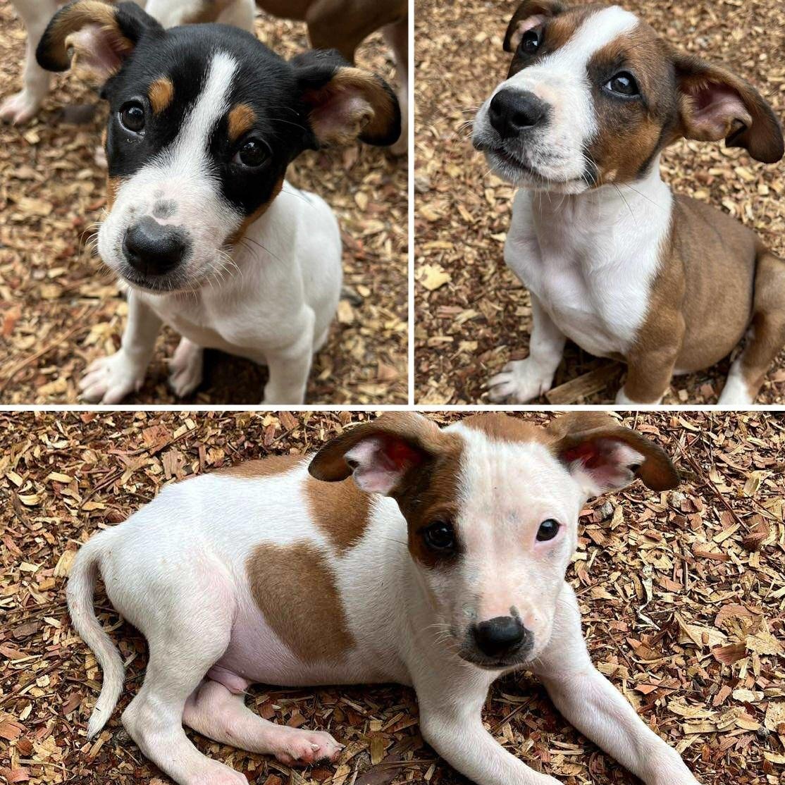 Spring & Tessa litter (adoptable separately only)