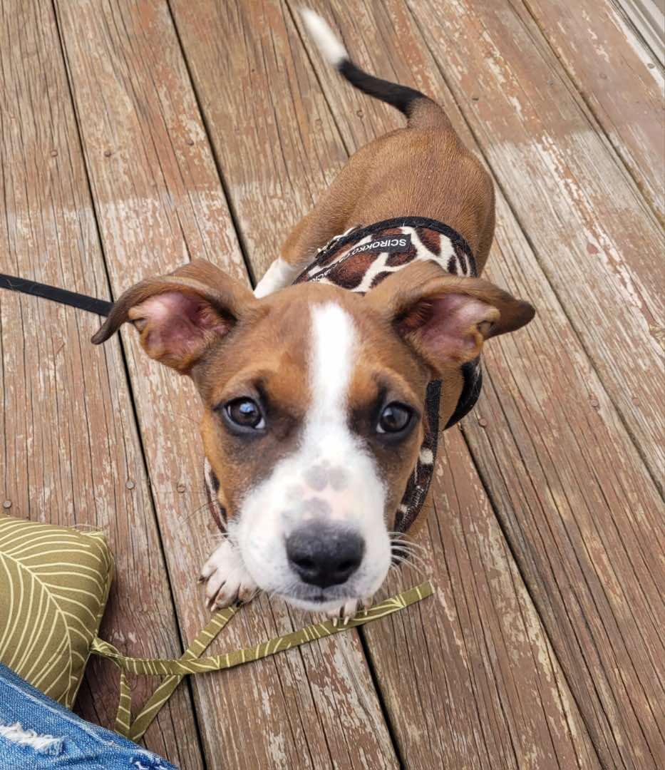 Spring & Tessa litter (adoptable separately only)
