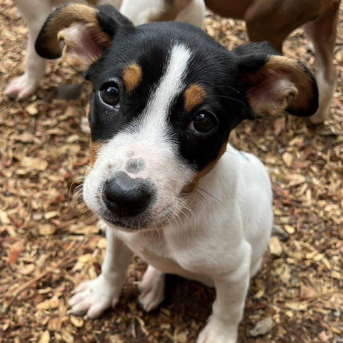 Spring & Tessa litter (adoptable separately only)