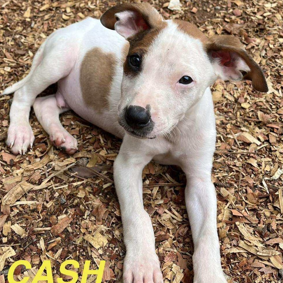 Spring & Tessa litter (adoptable separately only)