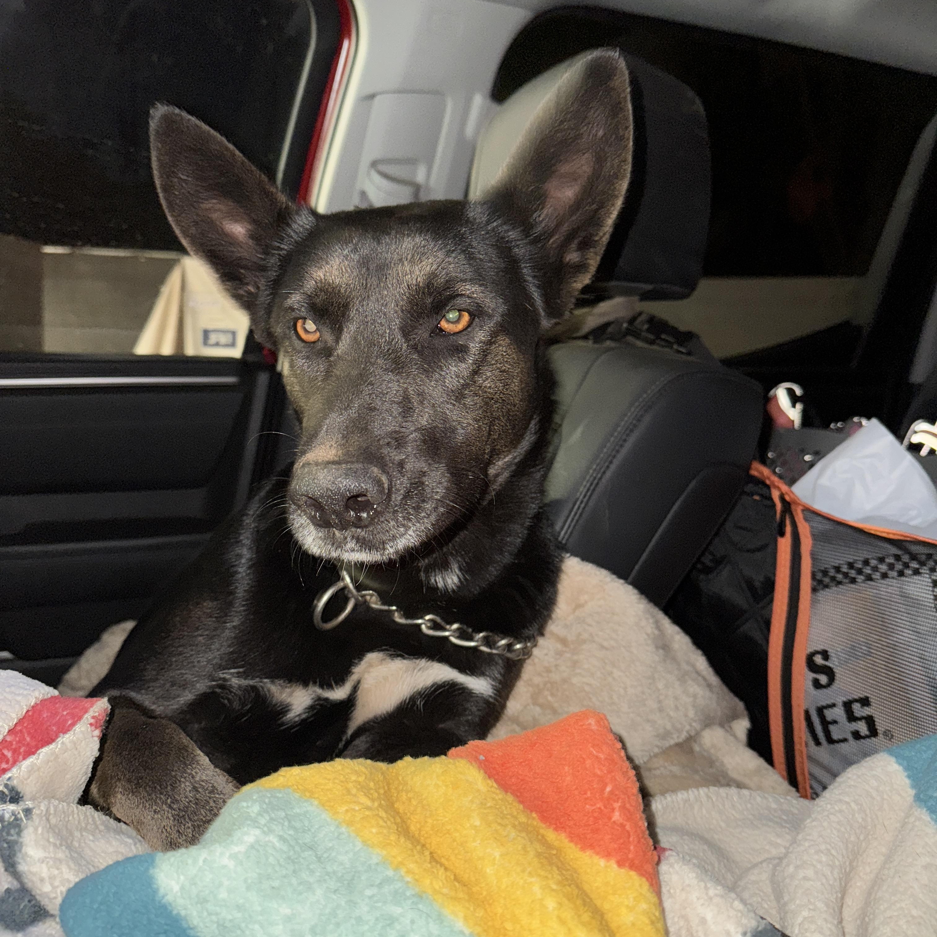 Enlarge MONET, a Adoptable mixed breed in Perris, CA image 1/6