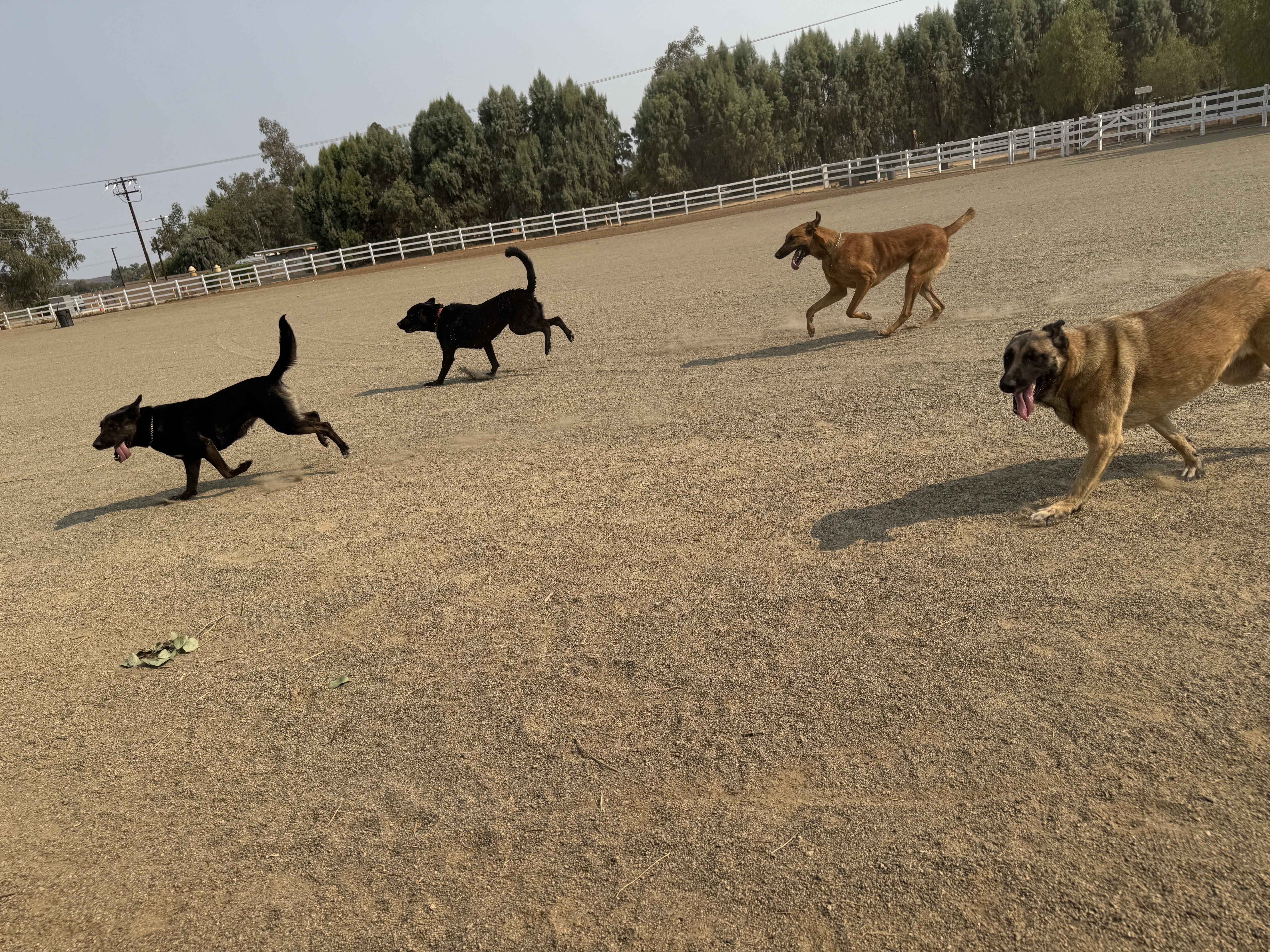 Enlarge MONET, a Adoptable mixed breed in Perris, CA image 2/6