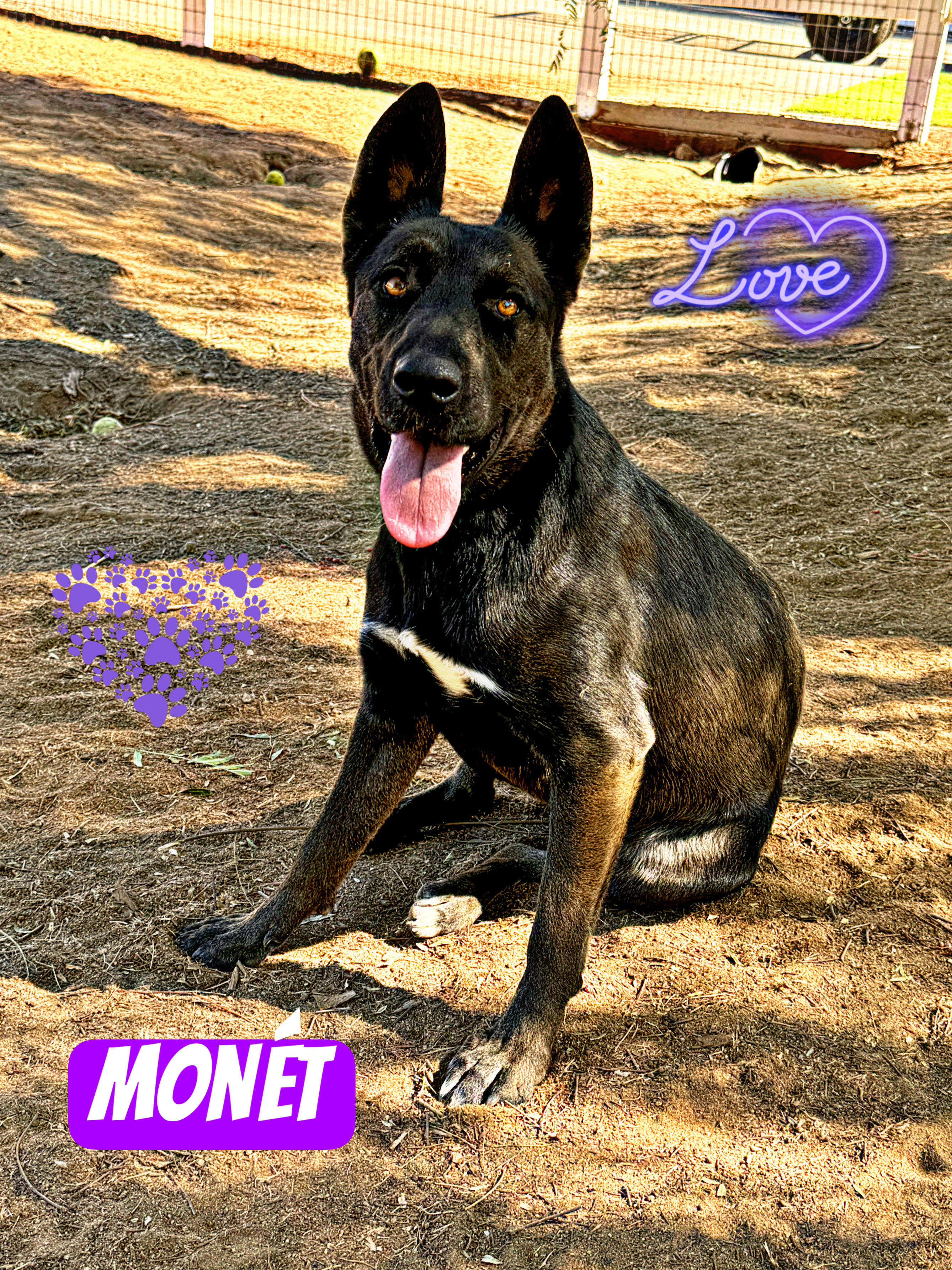 Enlarge MONET, a Adoptable mixed breed in Perris, CA image 3/6