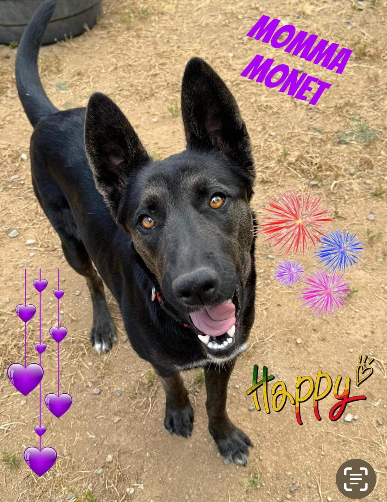 Enlarge MONET, a Adoptable mixed breed in Perris, CA image 6/6