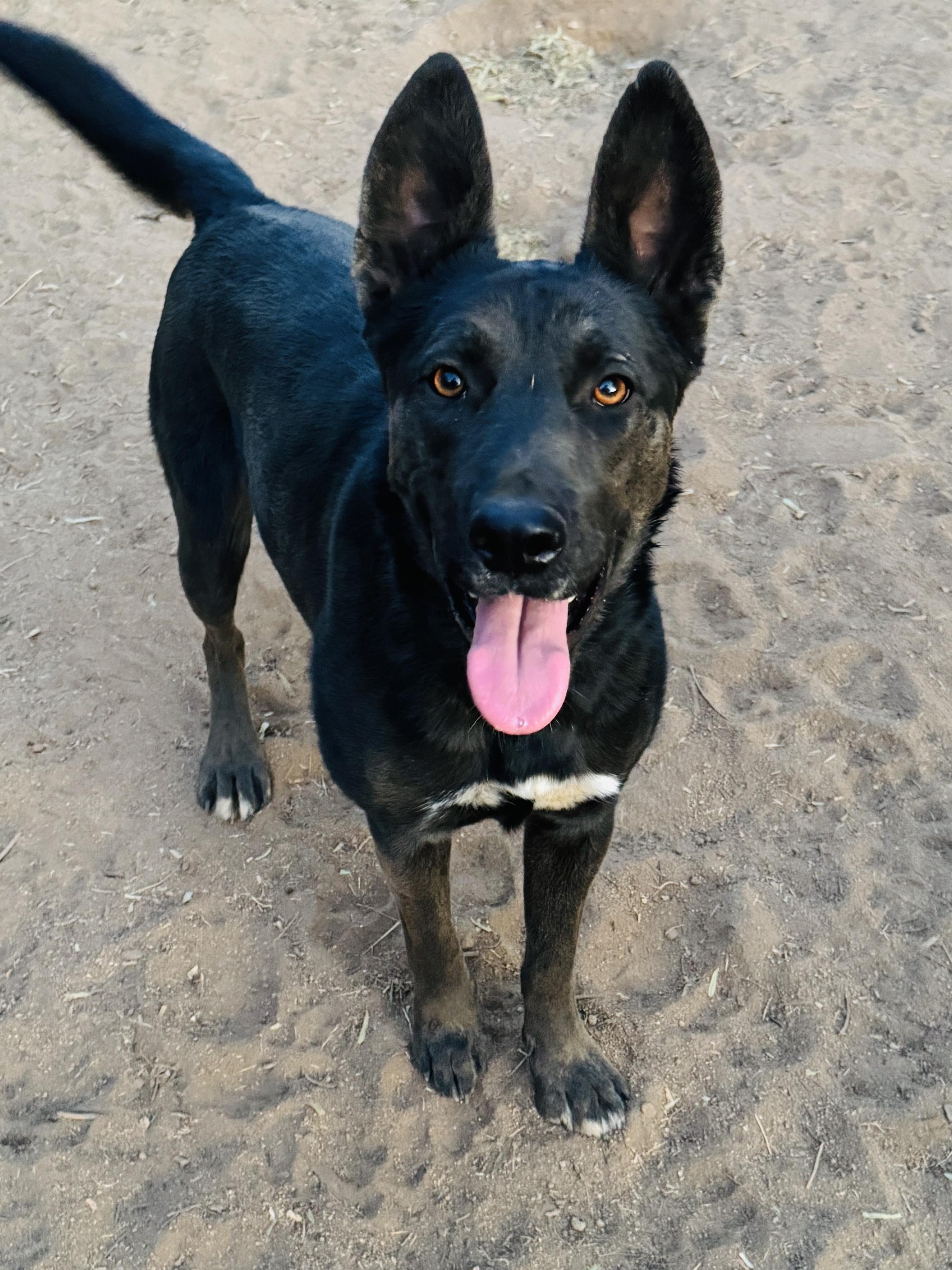 Enlarge MONET, a Adoptable mixed breed in Perris, CA image 5/6