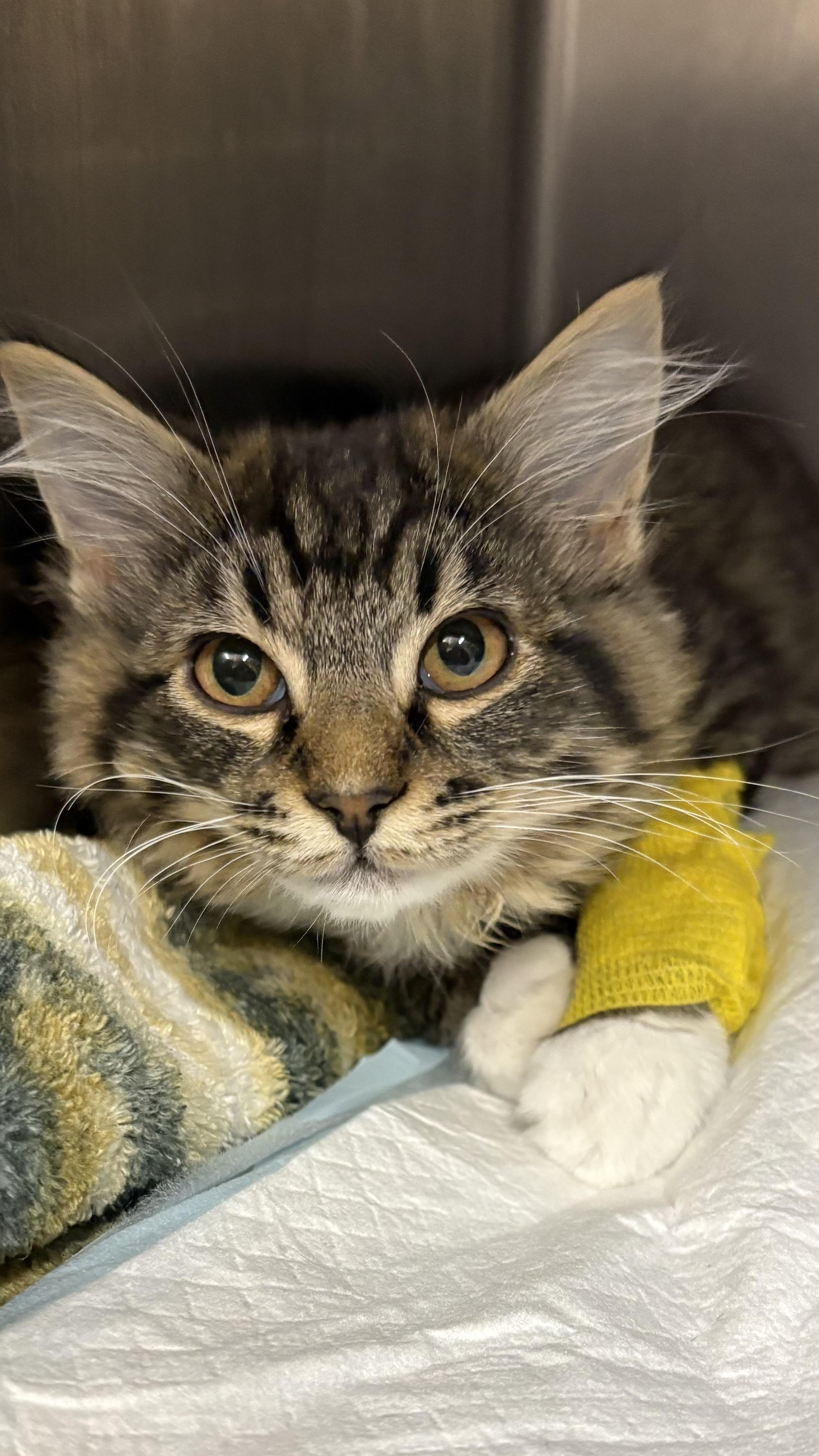 Oscar (the grouch), adoptable, Kitten Male Domestic Long Hair.