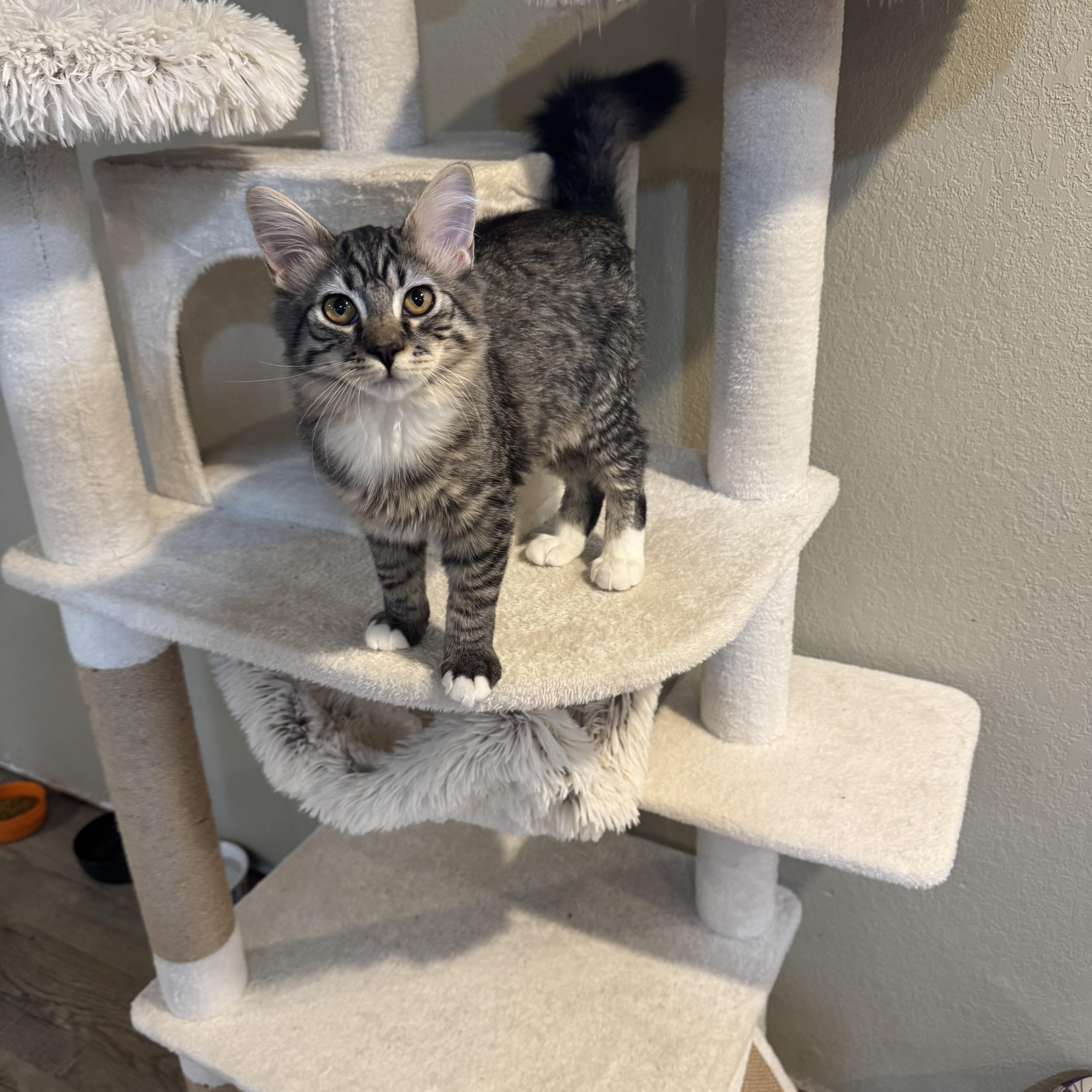 Oscar (the grouch), a ADOPTABLE Domestic Long Hair in Bonney Lake, WA image 4/4