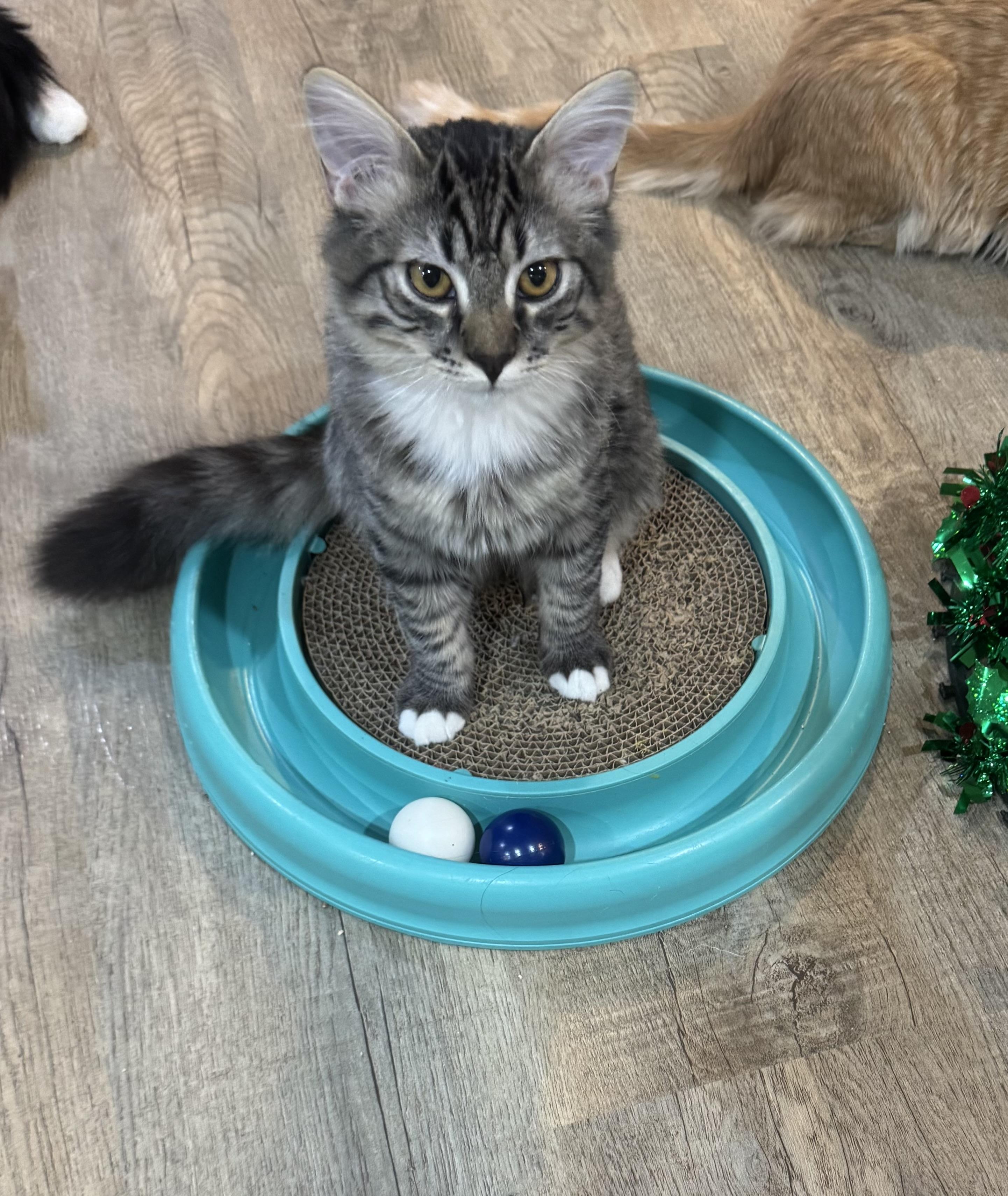 Oscar (the grouch), a ADOPTABLE Domestic Long Hair in Bonney Lake, WA image 1/4