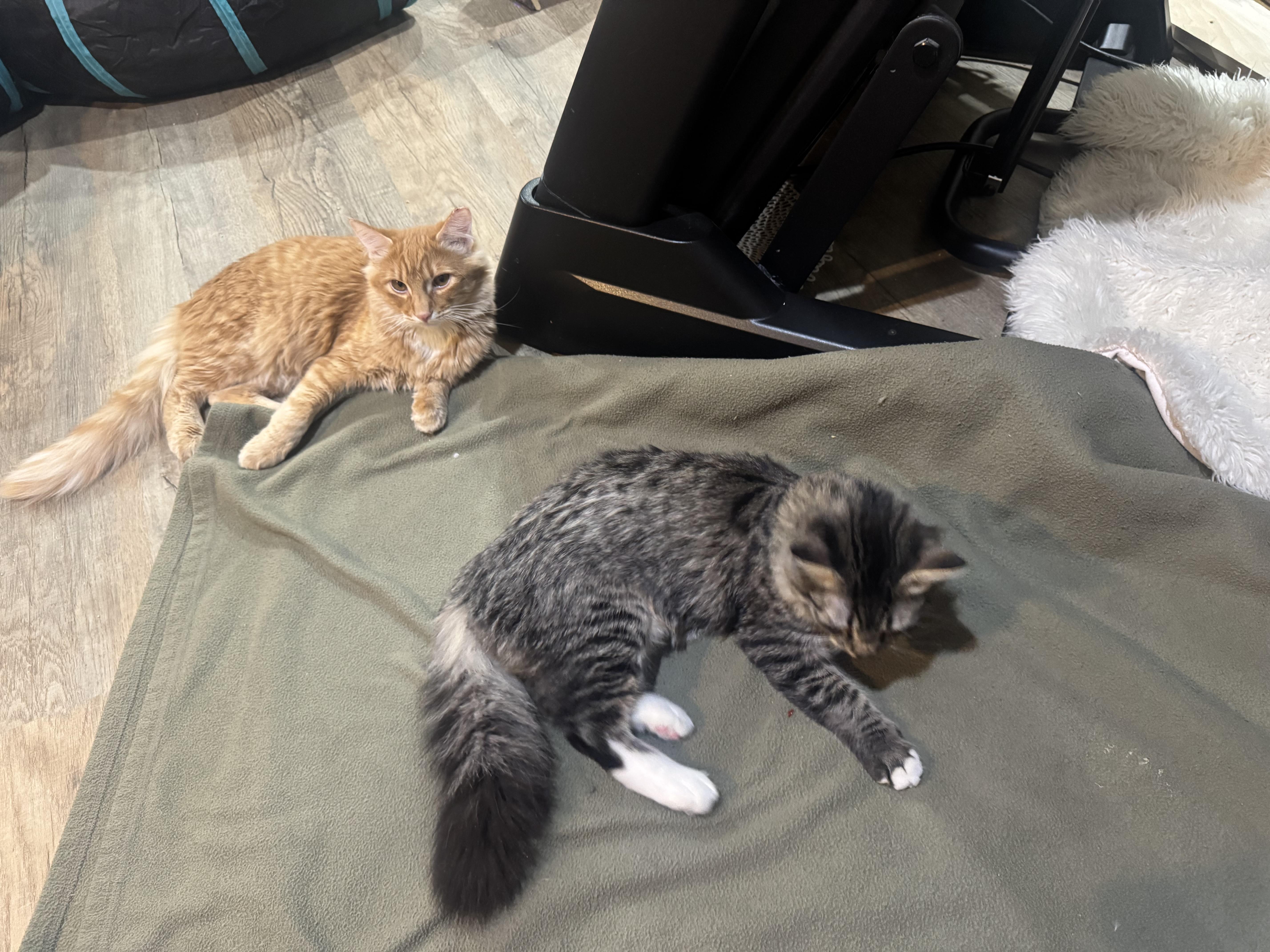 Oscar (the grouch), a ADOPTABLE Domestic Long Hair in Bonney Lake, WA image 2/4