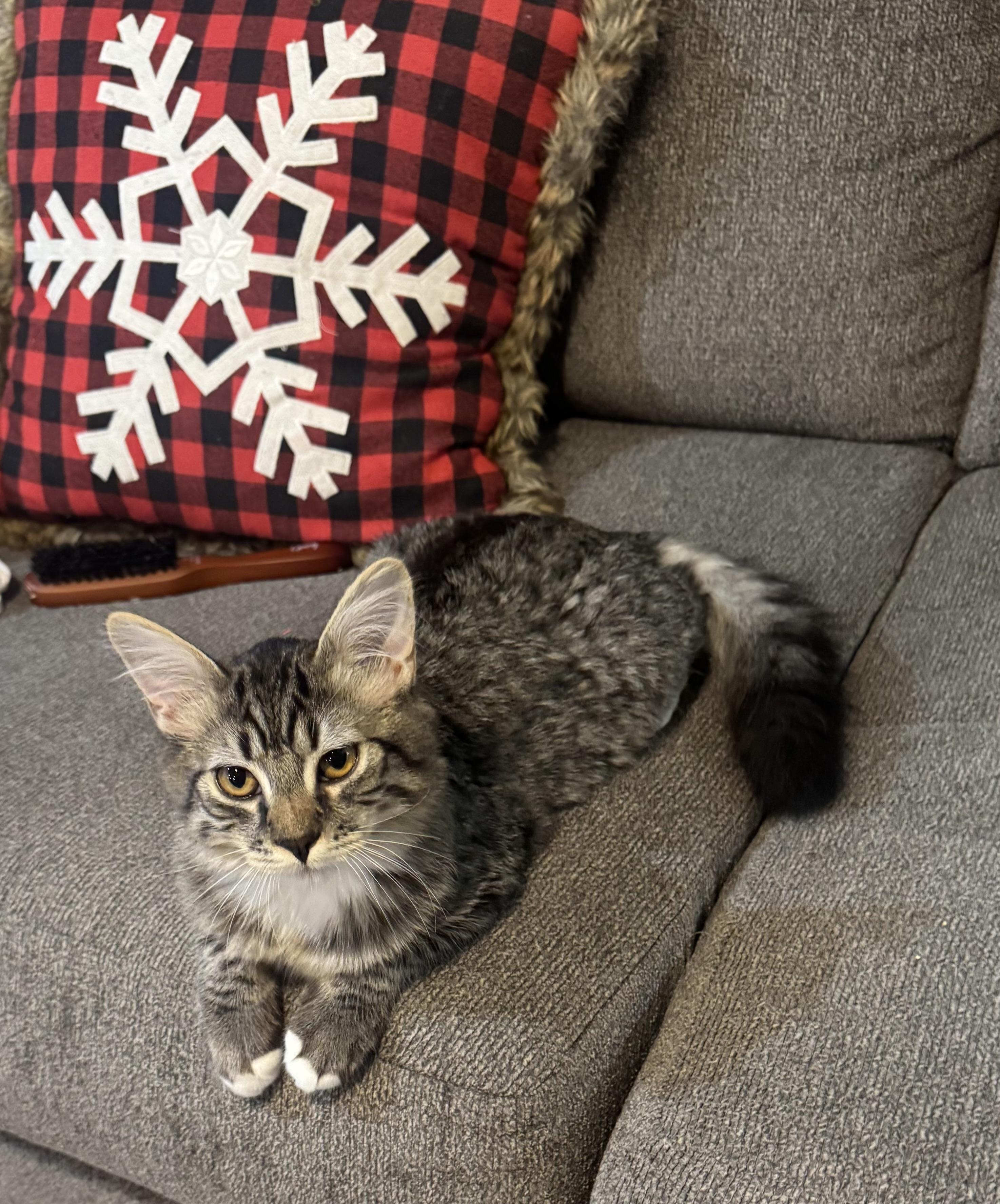 Oscar (the grouch), a ADOPTABLE Domestic Long Hair in Bonney Lake, WA image 3/4