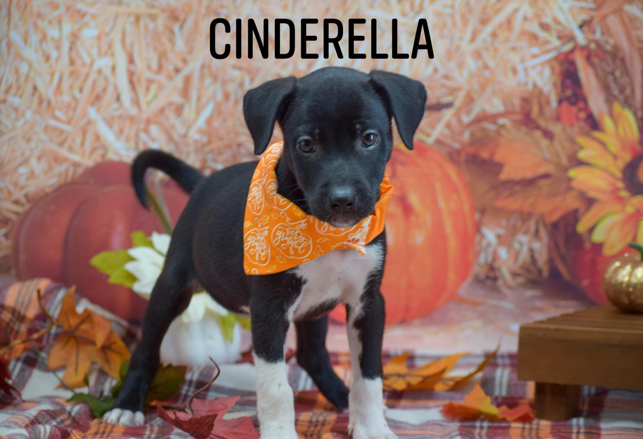 Cinderella