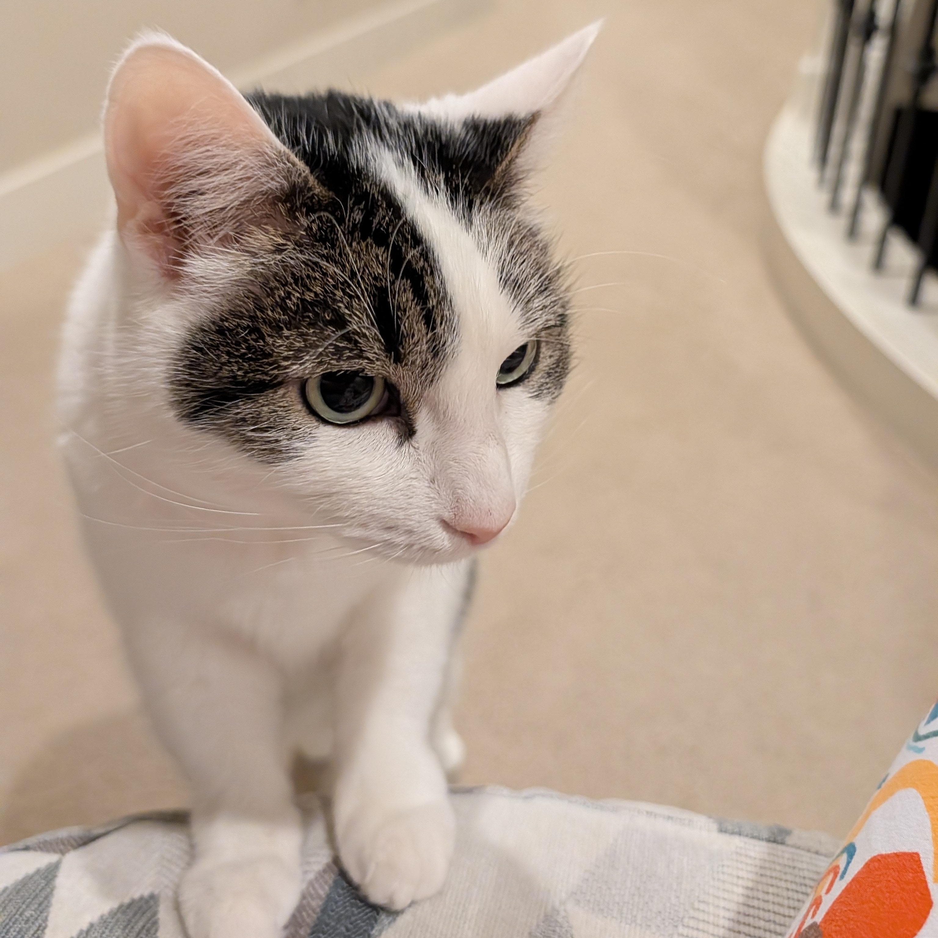 Sissie, an adopted Domestic Short Hair in Renton , WA image 5/5