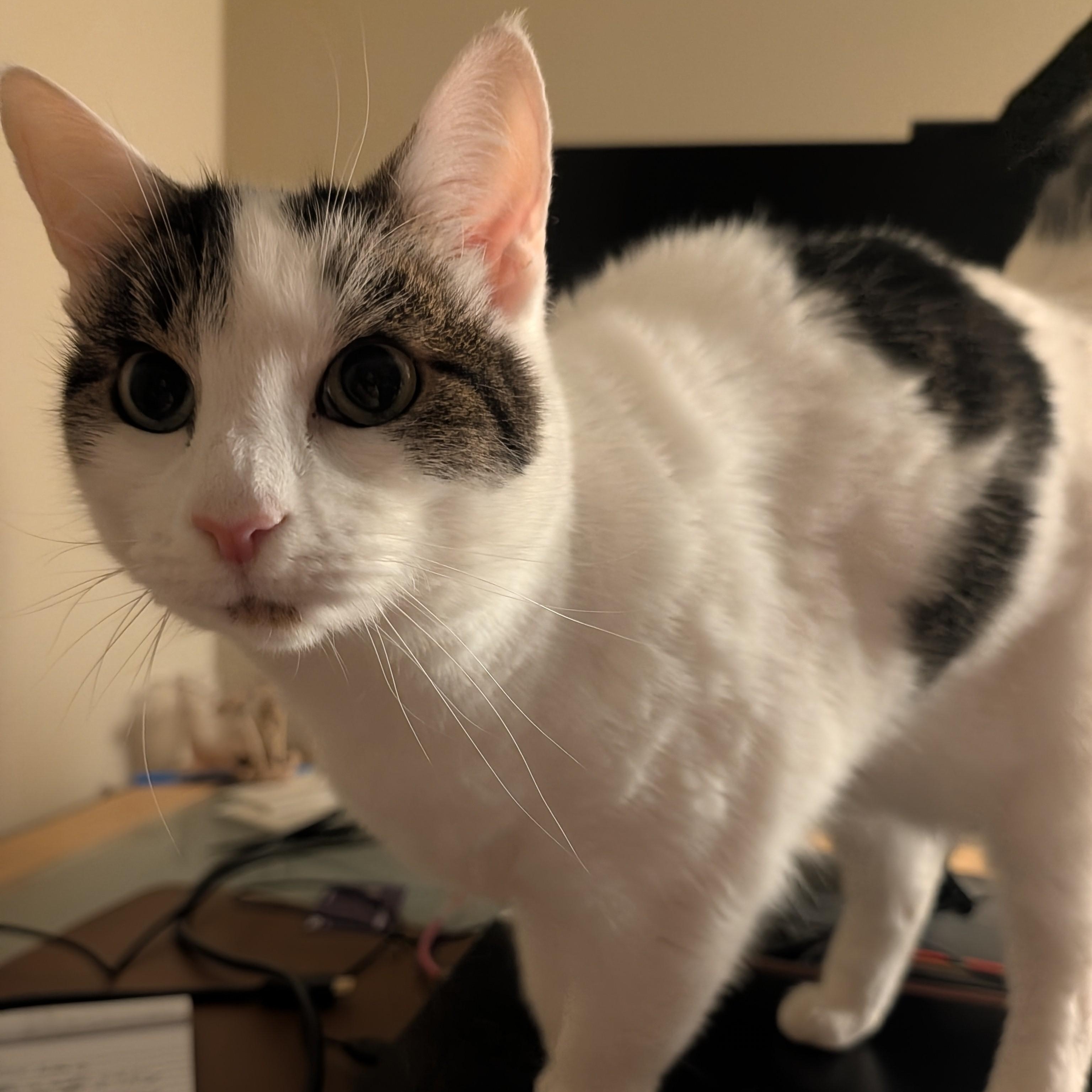 Enlarge Sissie, a ADOPTABLE Domestic Short Hair in Renton , WA image 4/6