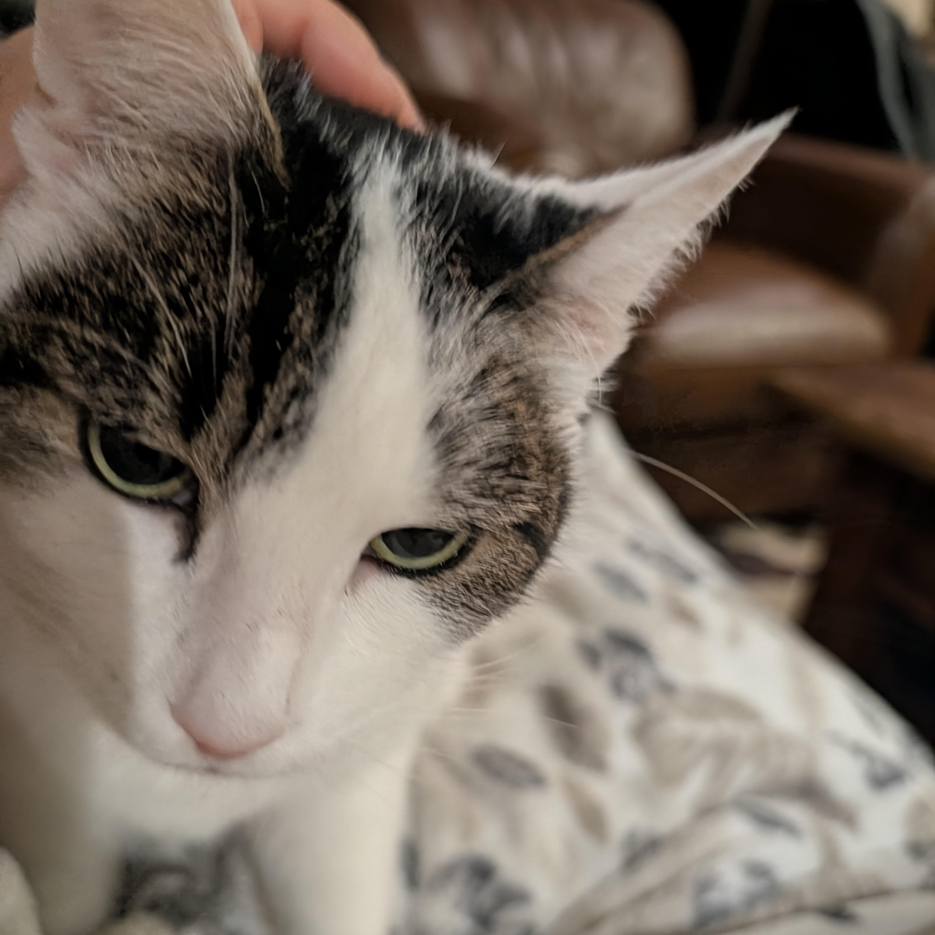 Enlarge Sissie, a ADOPTABLE Domestic Short Hair in Renton , WA image 5/6