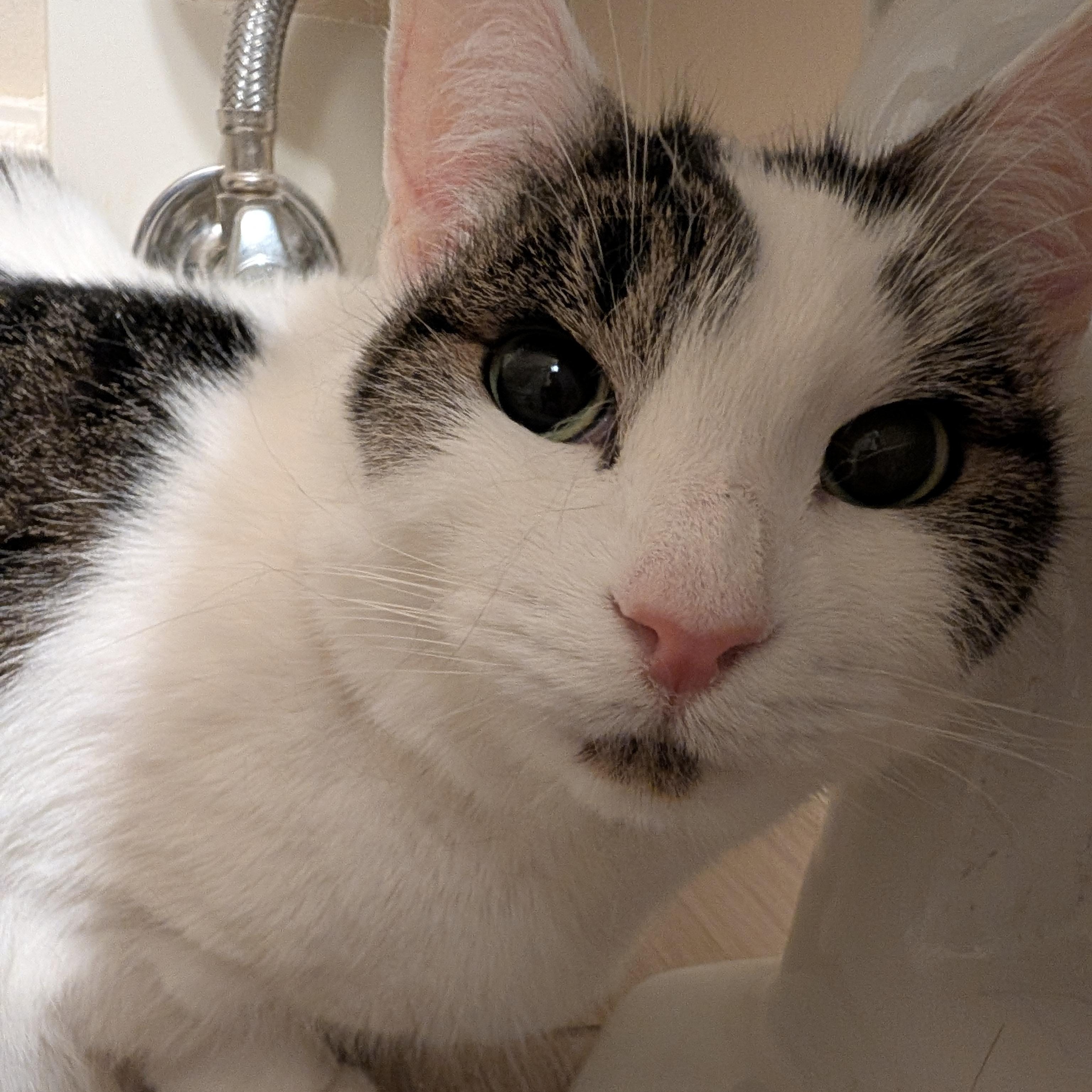 Sissie, ADOPTABLE, Adult Female Domestic Short Hair.