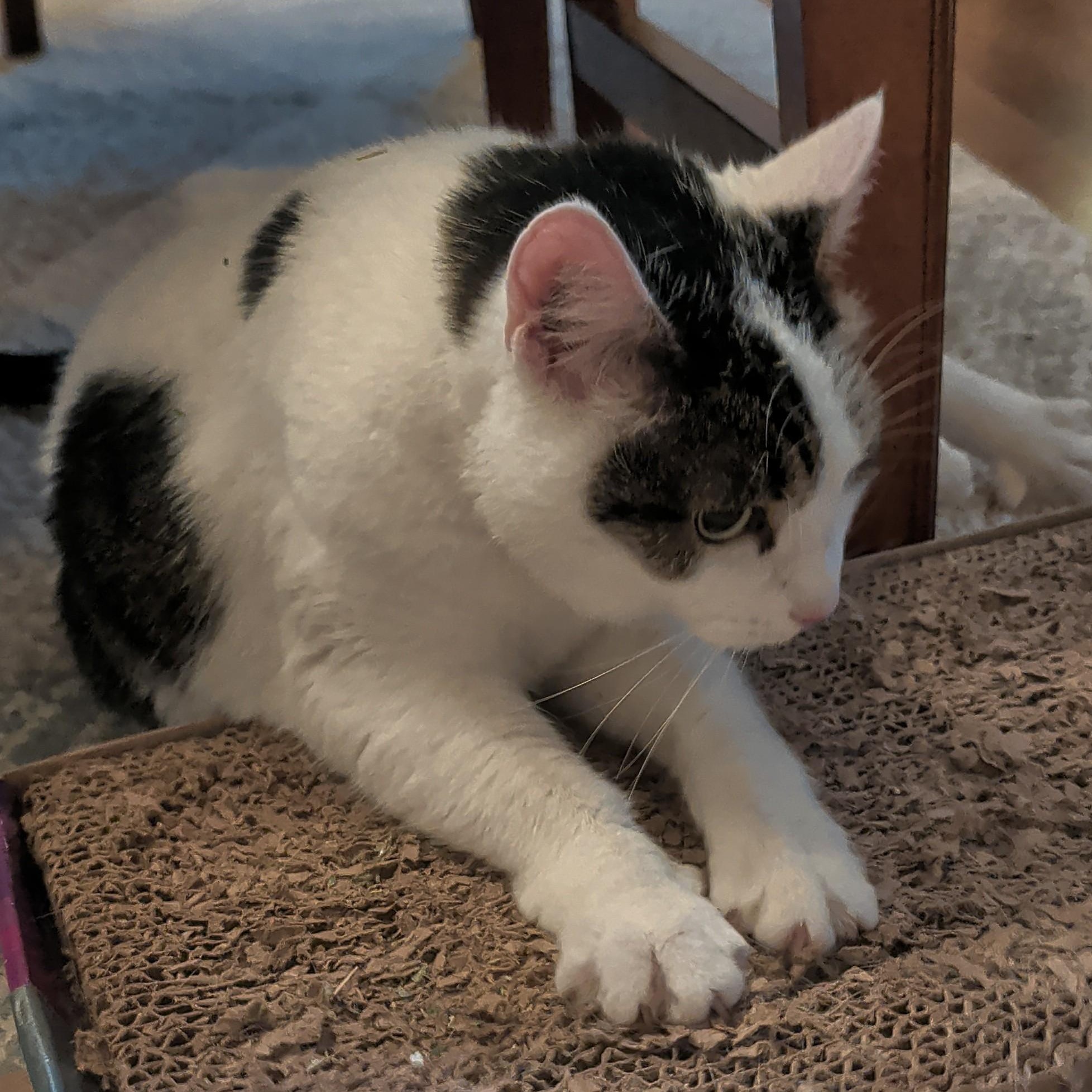 Enlarge Sissie, a ADOPTABLE Domestic Short Hair in Renton , WA image 2/6