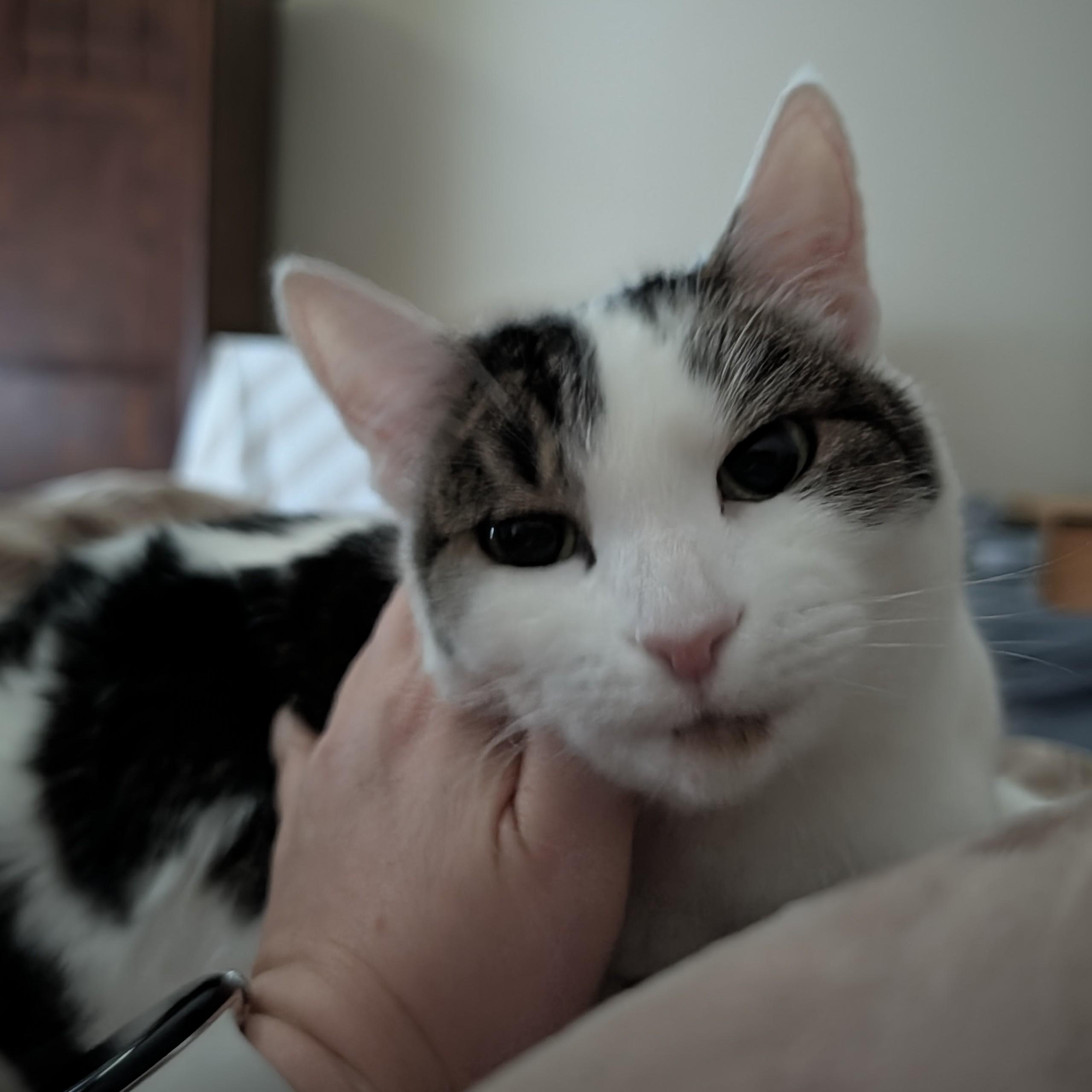 Enlarge Sissie, a ADOPTABLE Domestic Short Hair in Renton , WA image 3/6