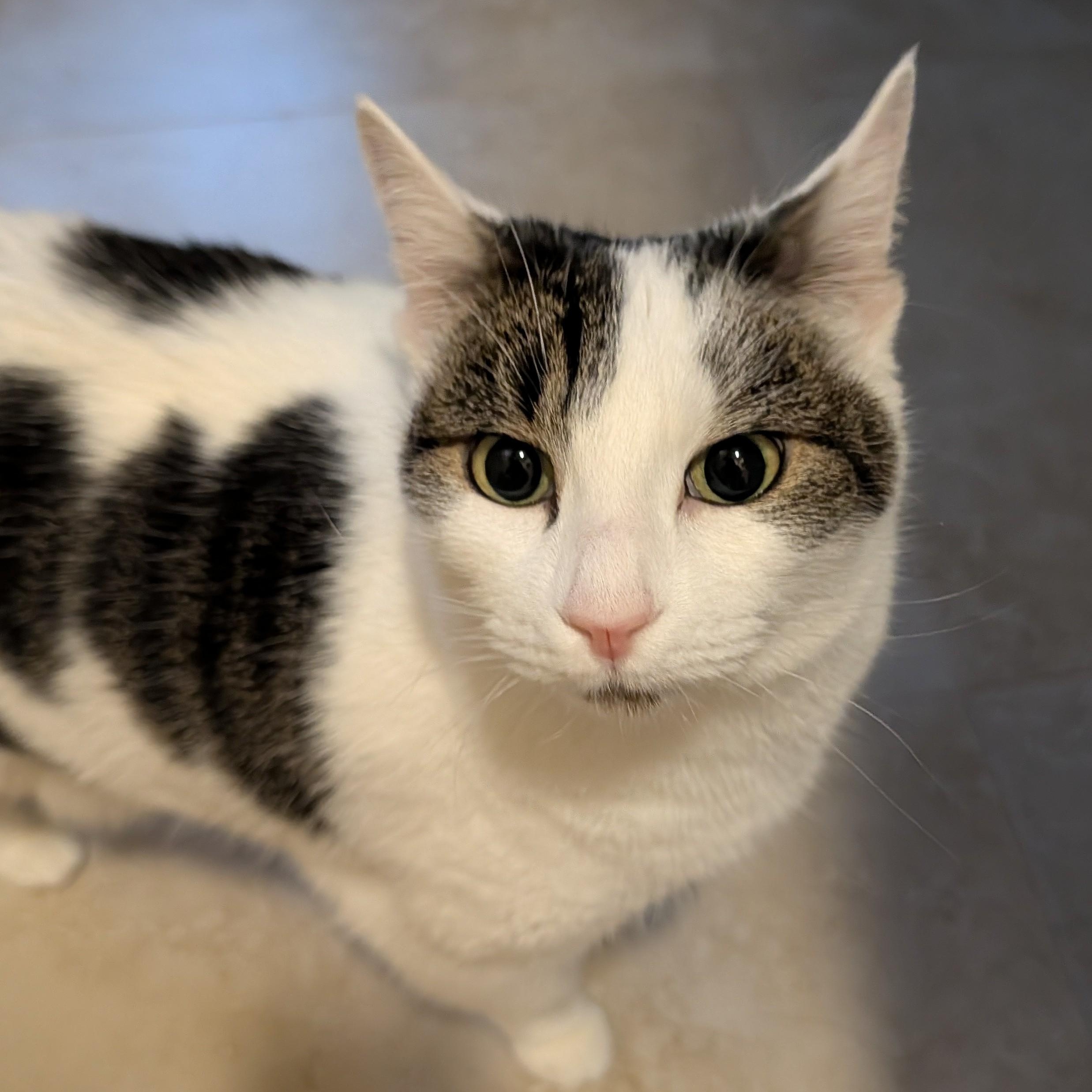 Sissie, adopted, Adult Female Domestic Short Hair.