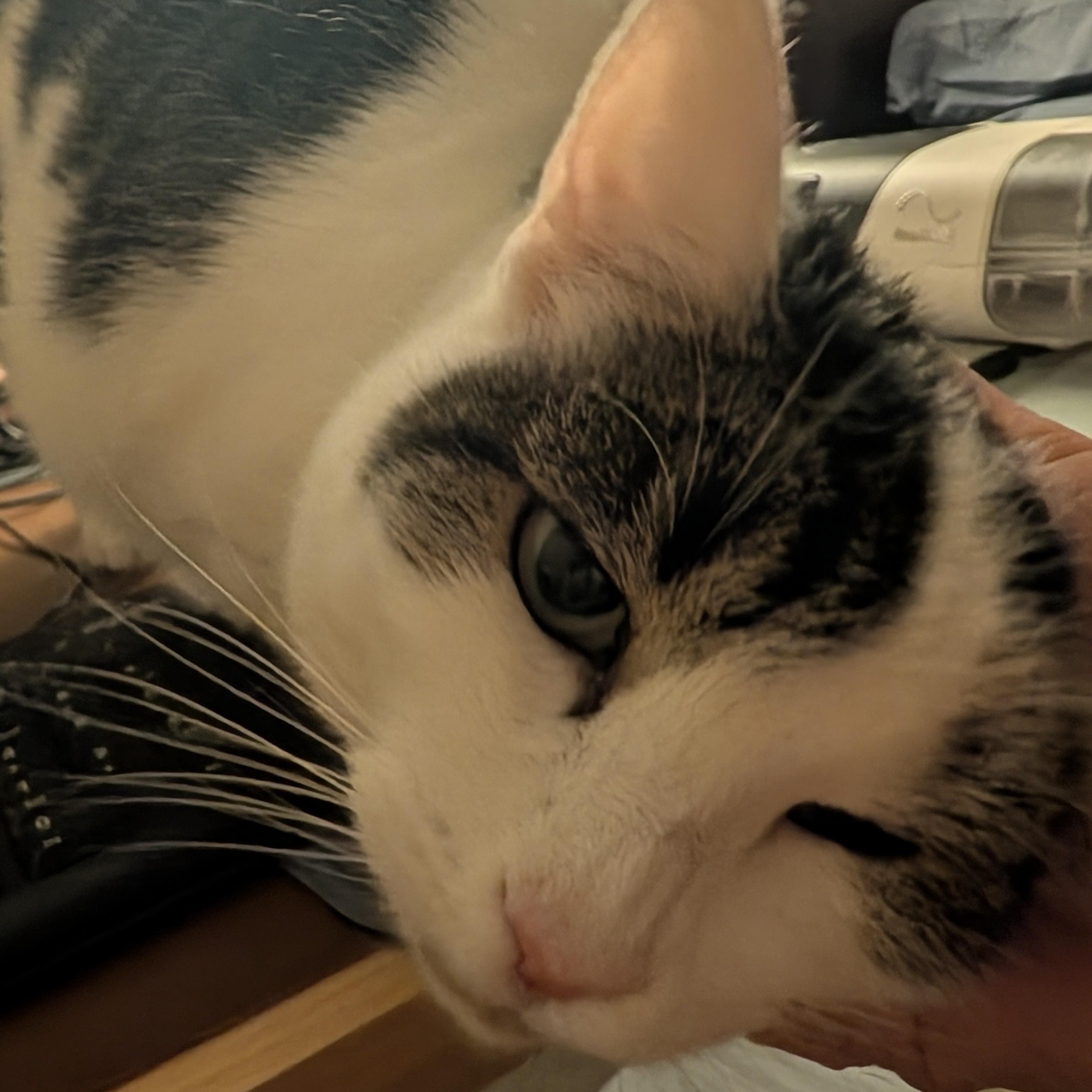 Enlarge Sissie, a ADOPTABLE Domestic Short Hair in Renton , WA image 6/6