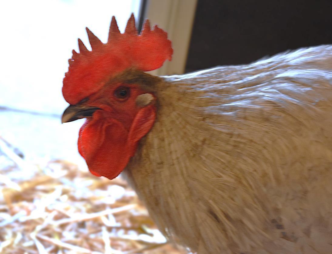 BIG BOY BLUE, Adoptable, Young Male Chicken.