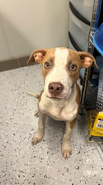 SQUIRT, Adoptable, Puppy Male Pit Bull Terrier & Mixed Breed.