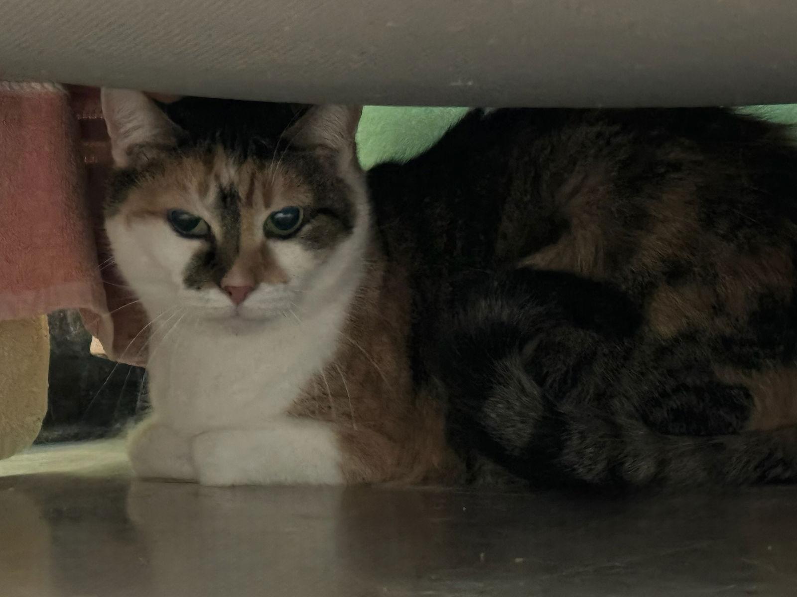 Kelly, a Adoptable Calico in Hopewell, VA image 2/3