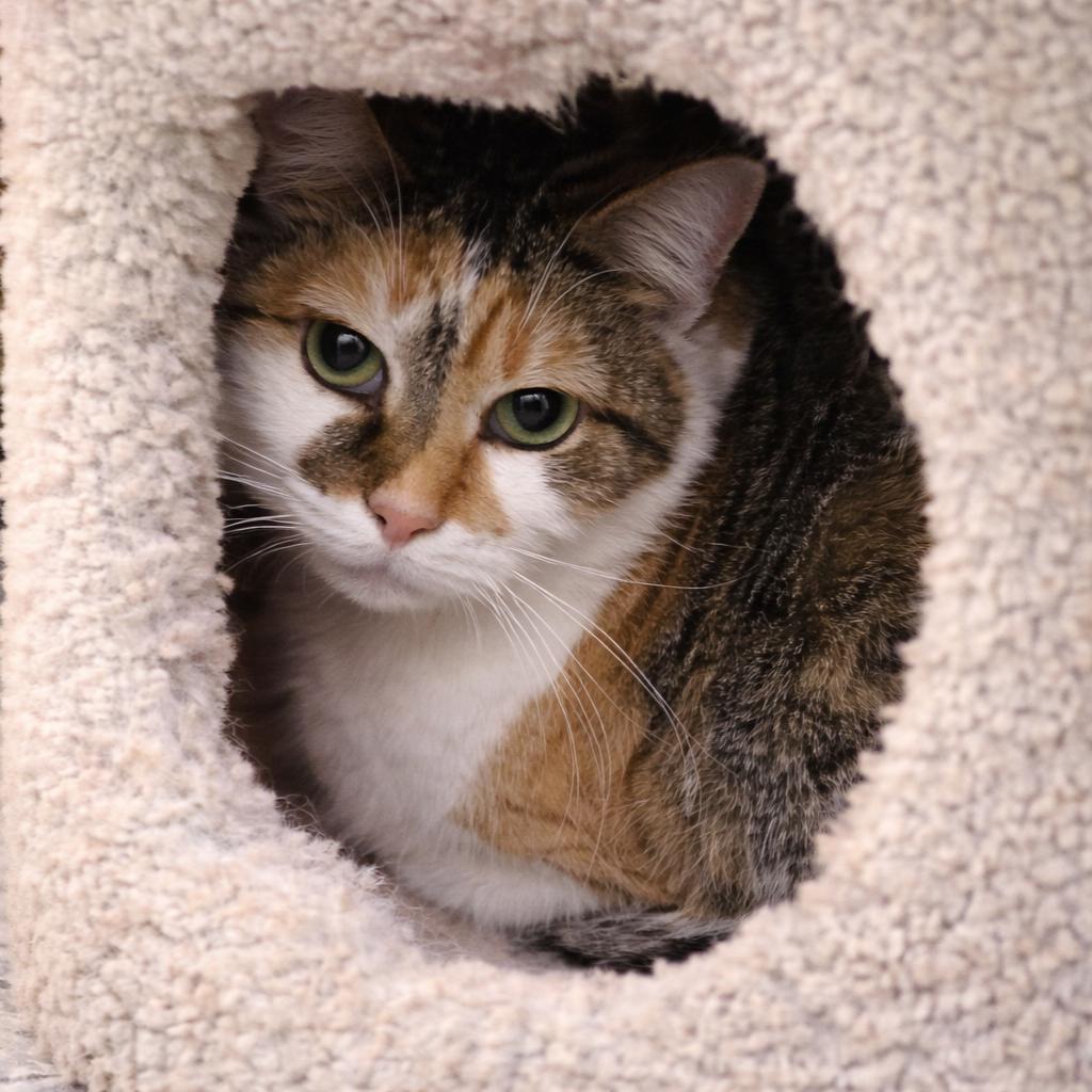 Enlarge Kelly, a Adoptable Calico in Hopewell, VA image 1/3