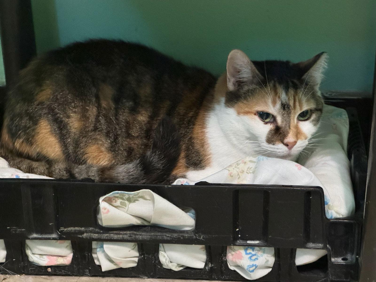 Kelly, a Adoptable Calico in Hopewell, VA image 1/3