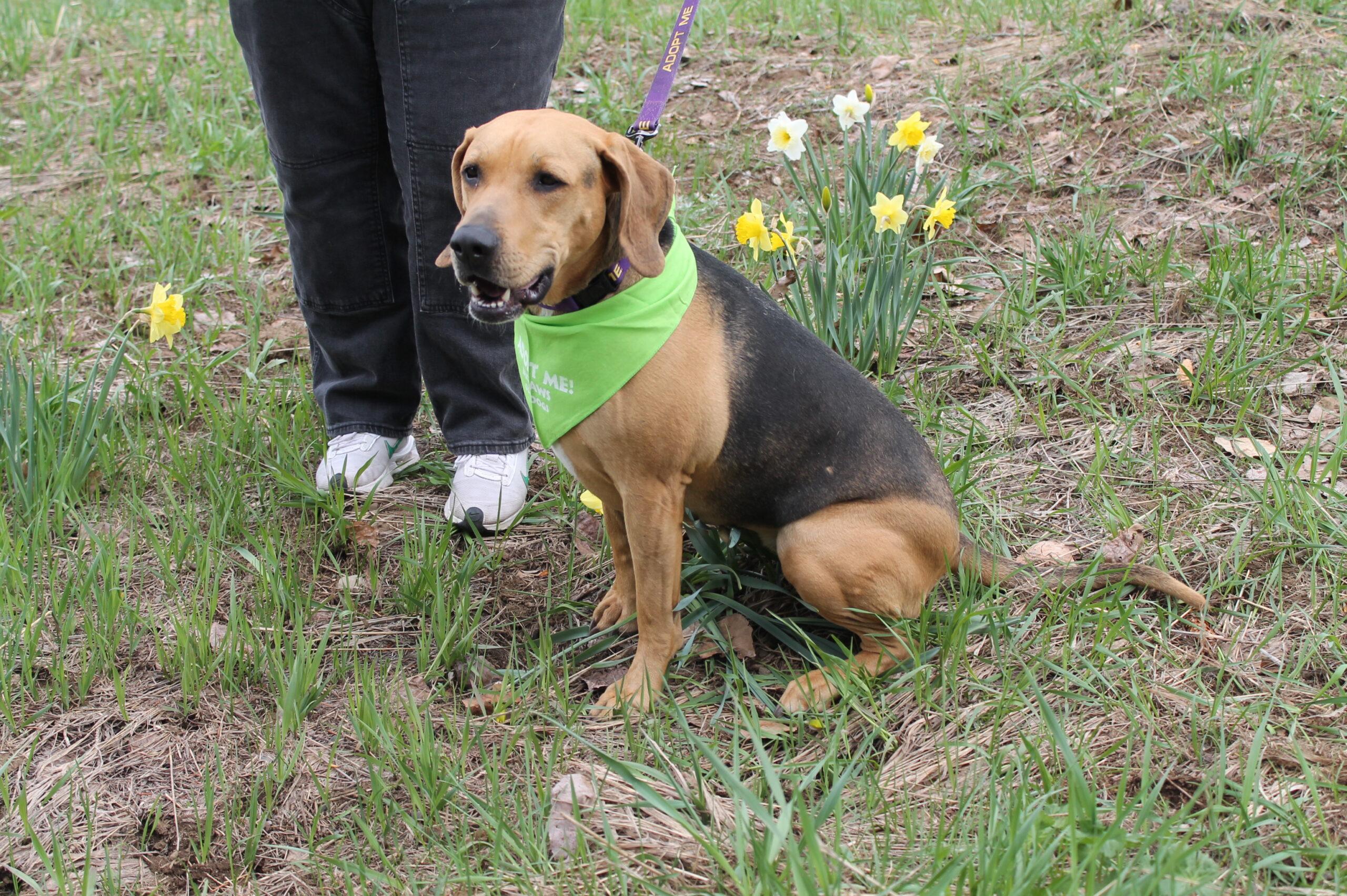 Hazel, an adoptable Mixed Breed in McCall, ID, 83638 | Photo Image 1