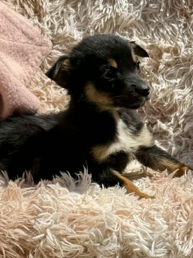 Bunny #5219, Adoptable, Puppy Female Australian Shepherd.