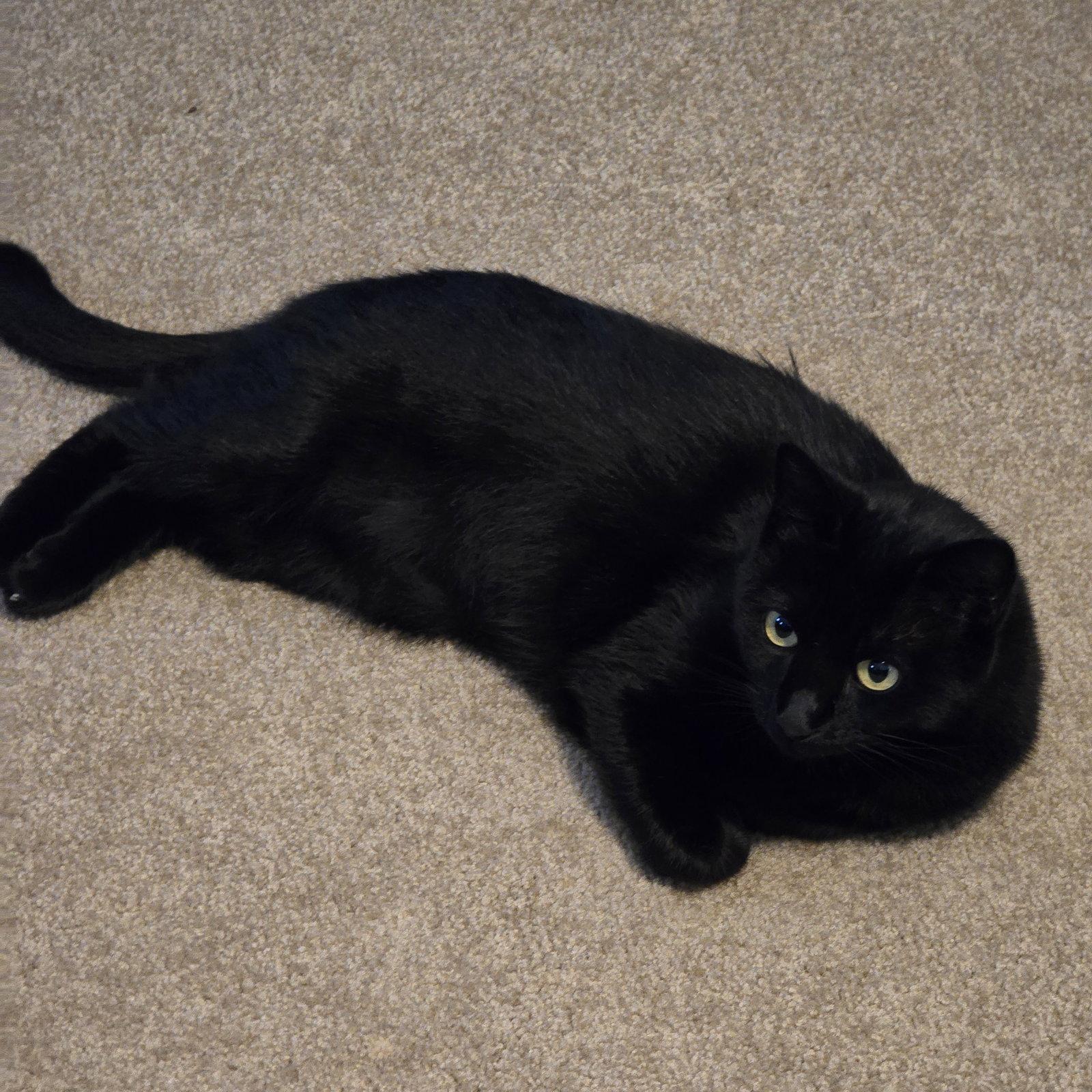 Ebony, Adoptable, Young Female Domestic Short Hair.