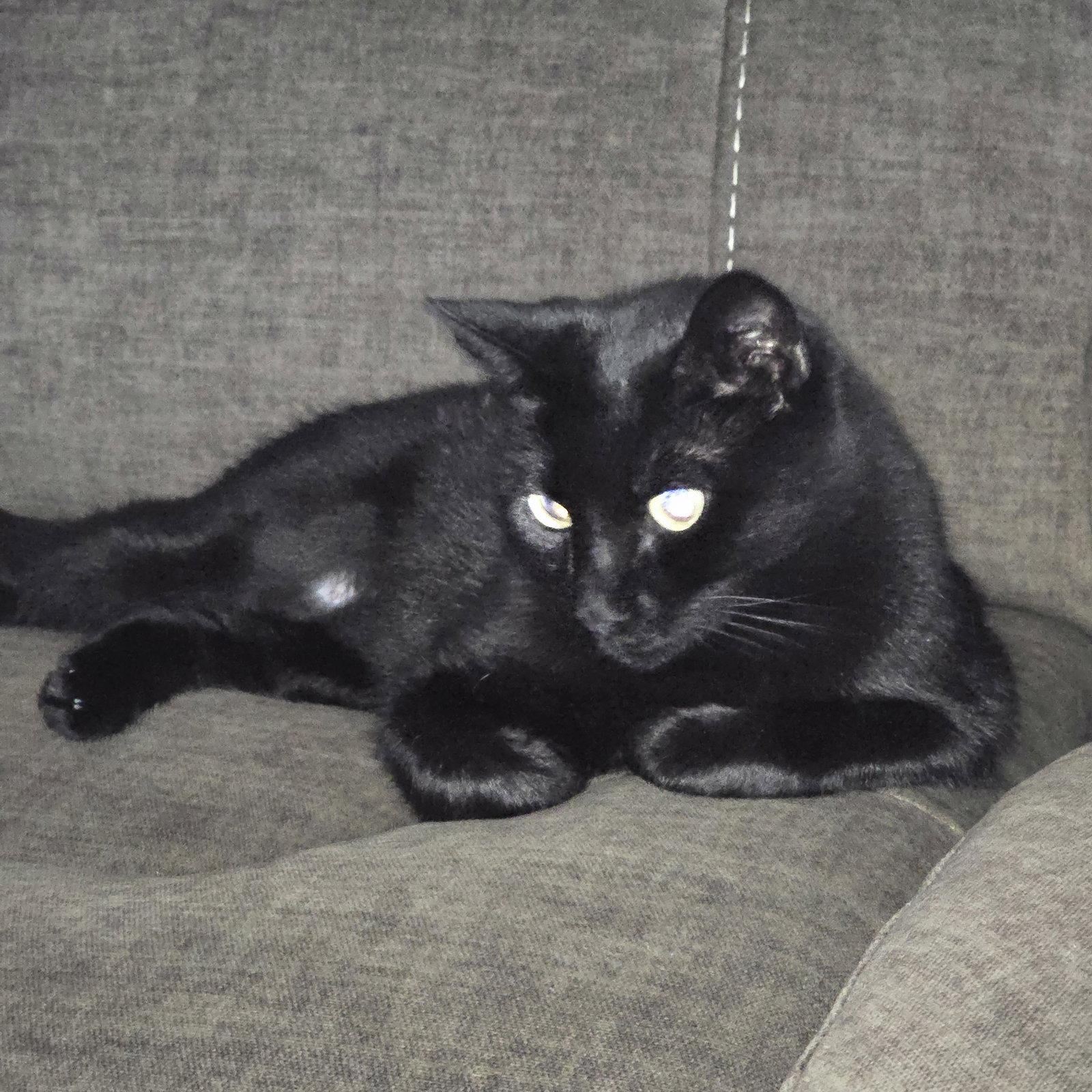 Enlarge Ebony, a Adoptable Domestic Short Hair in Garland, TX image 2/2