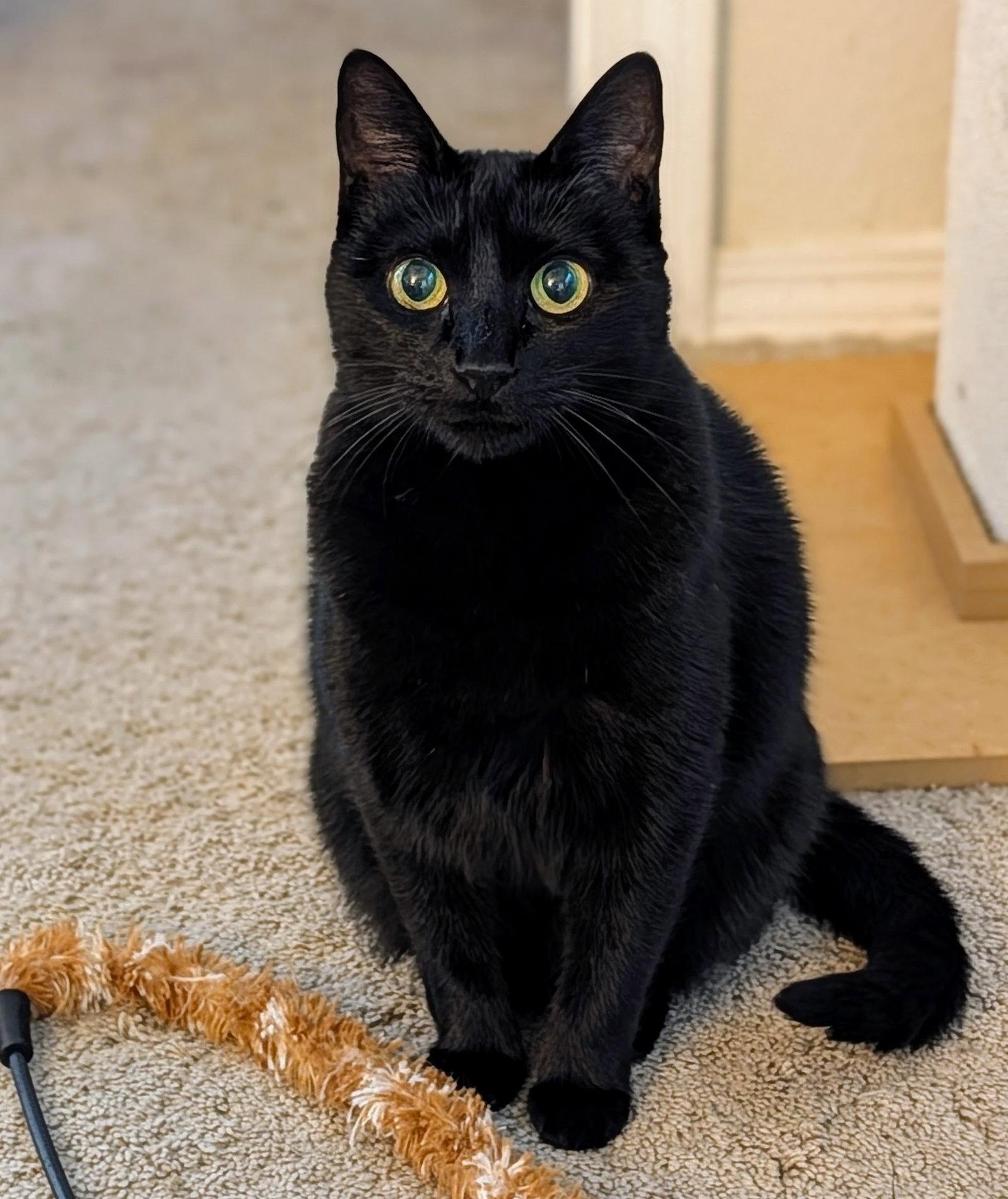 Enlarge Ebony, a Adoptable Domestic Short Hair in Garland, TX image 2/3