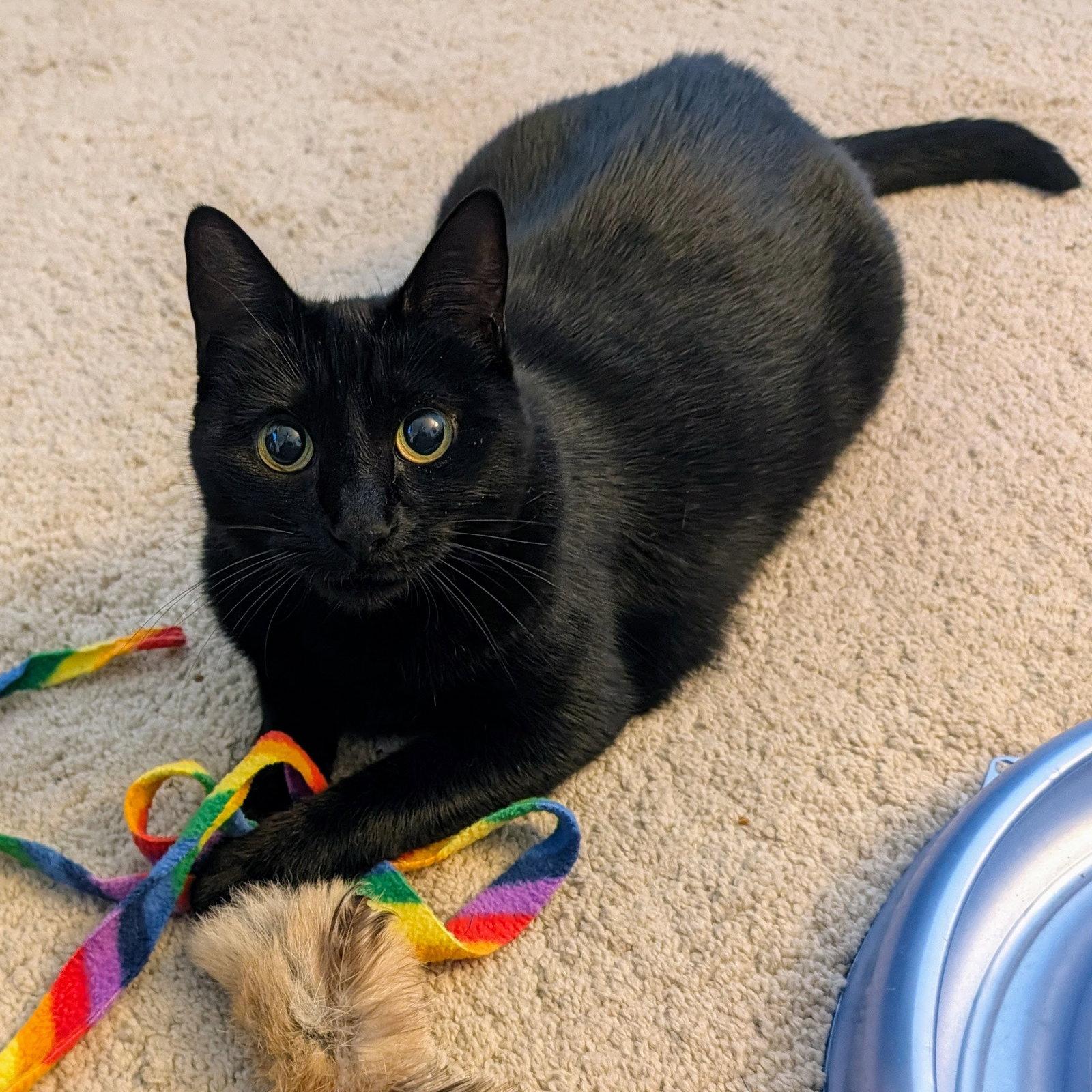 Enlarge Ebony, a Adoptable Domestic Short Hair in Garland, TX image 3/3