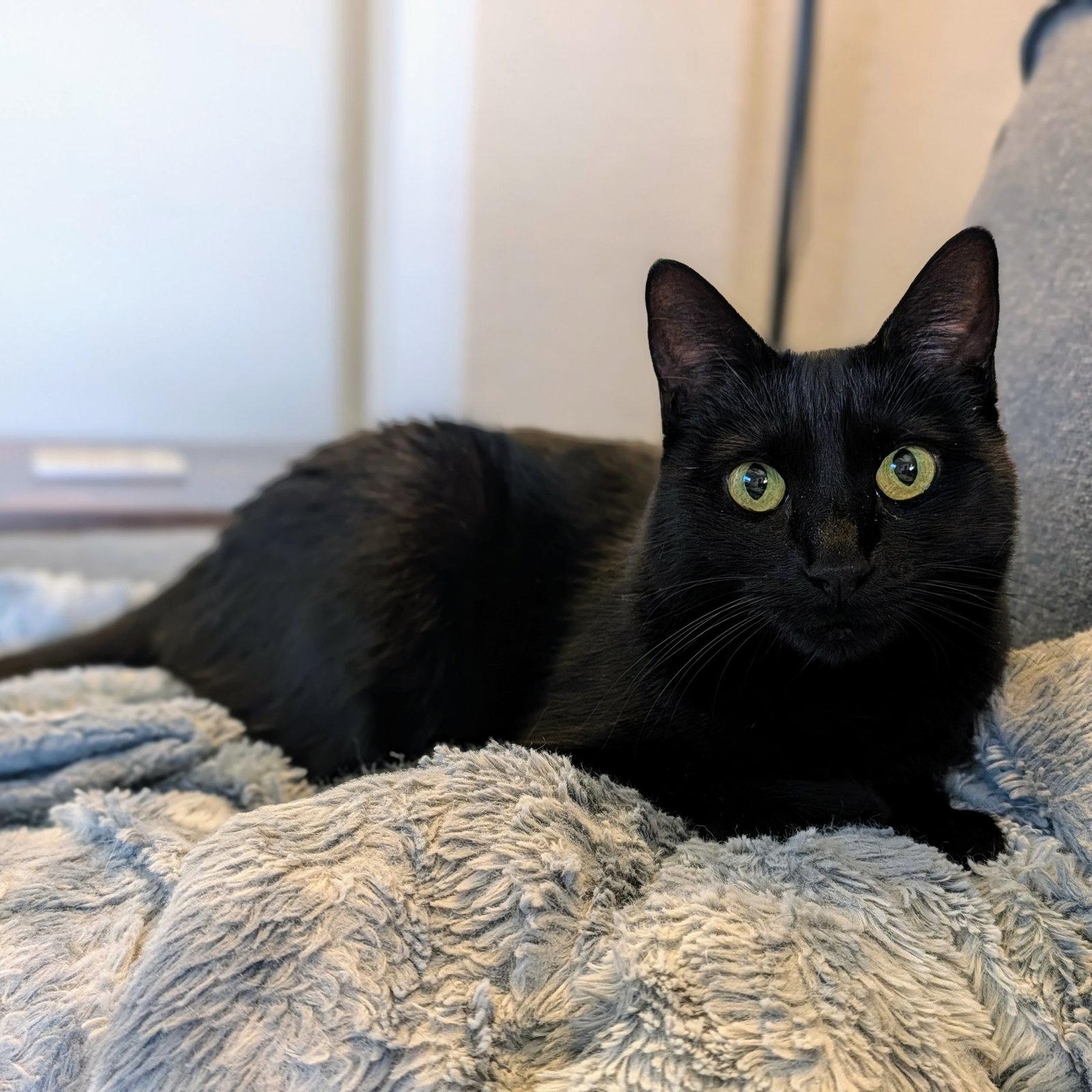 Ebony, Adoptable, Young Female Domestic Short Hair.