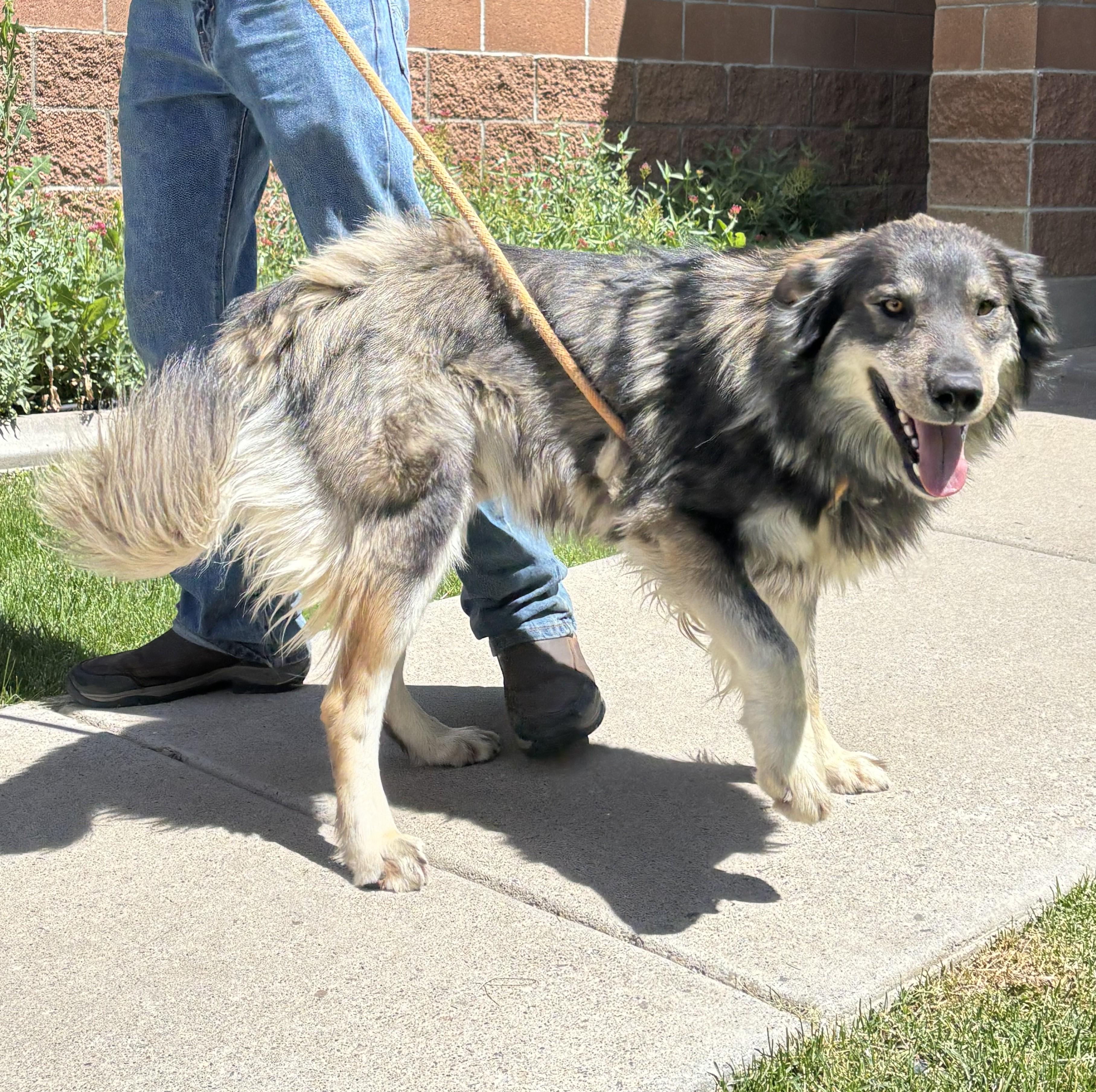 Enlarge Echo, an adopted mixed breed in Montrose, CO image 3/3