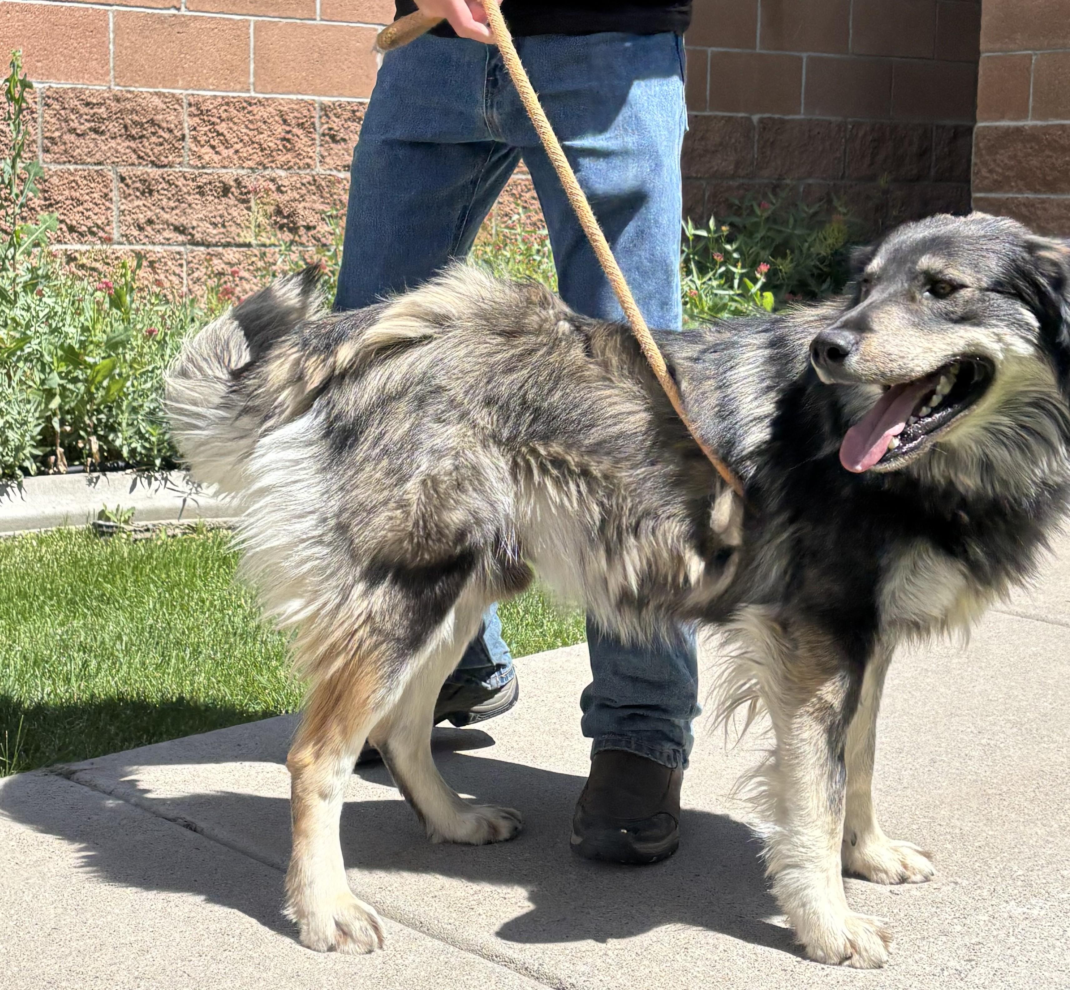 Enlarge Echo, an adopted mixed breed in Montrose, CO image 2/3