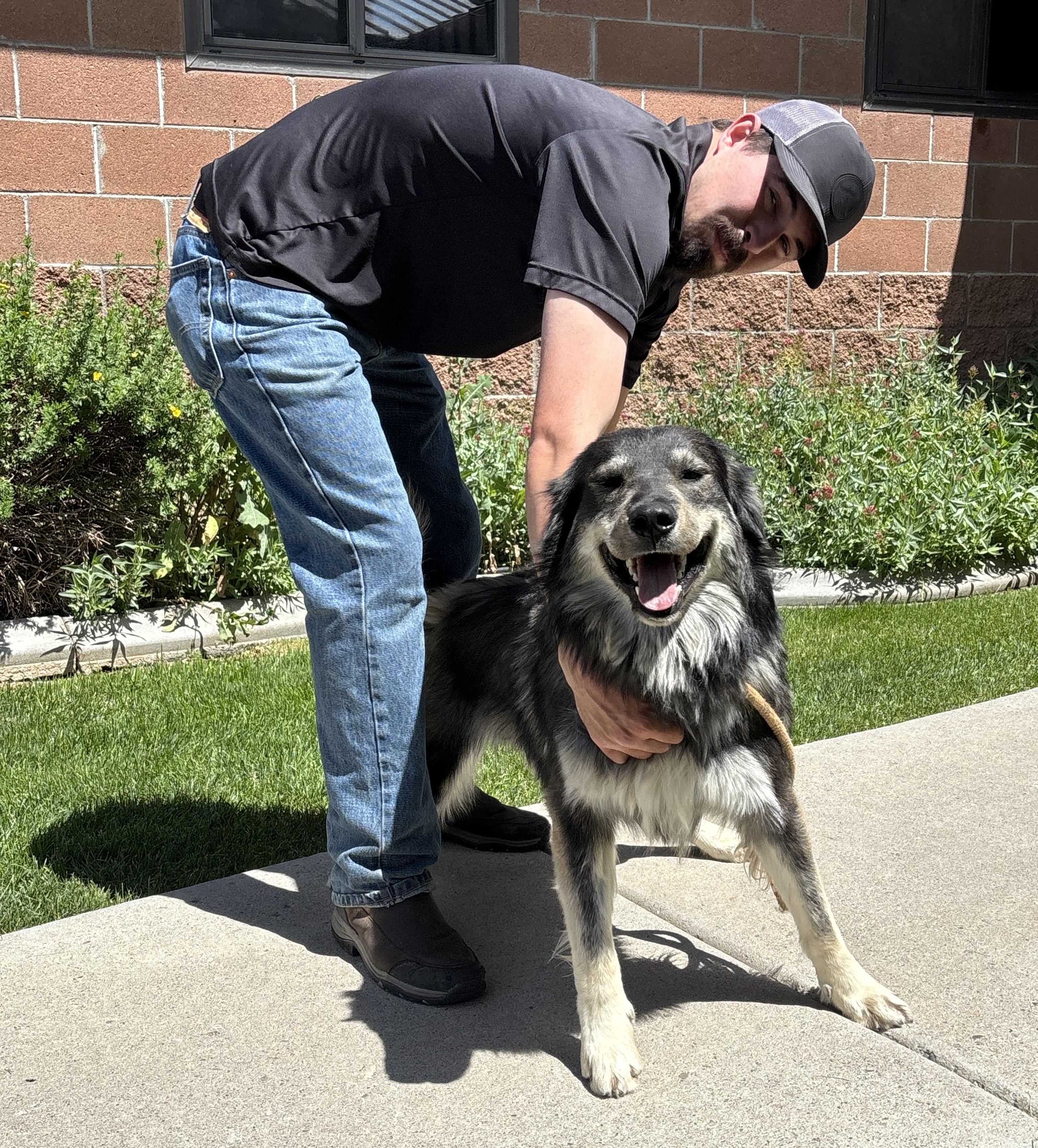 Echo, adopted, Young Male Husky & Shepherd.