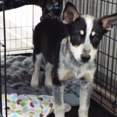 Chanel, Baby Female unknown
