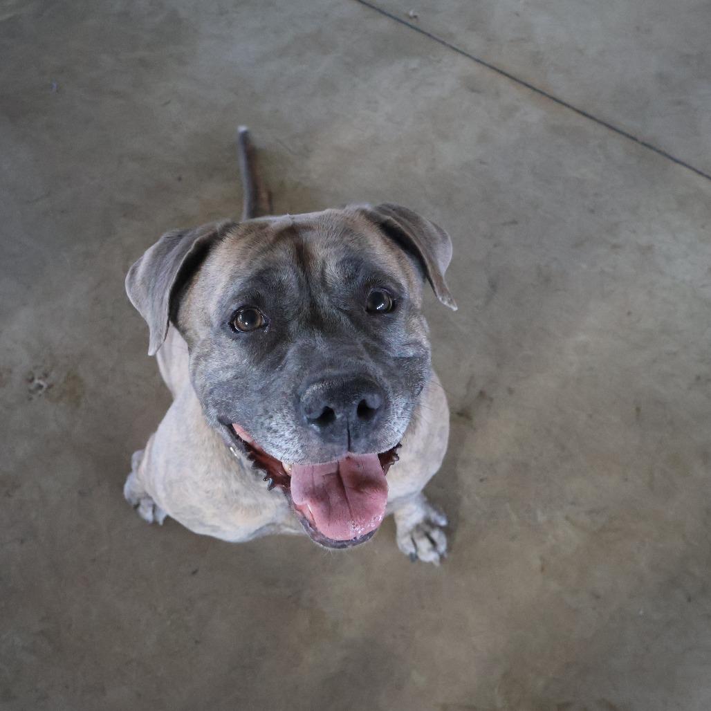 Martha, Adoptable, Adult Female Mixed Breed.