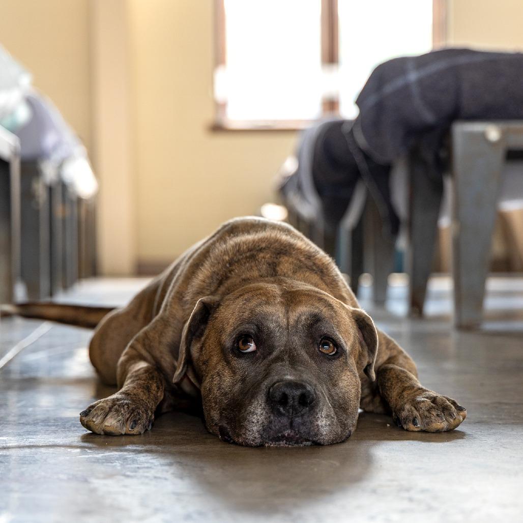 Enlarge Martha, a Adoptable mixed breed in Matteson, IL image 2/3