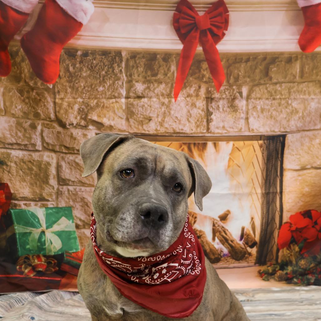 Enlarge Martha, a Adoptable mixed breed in Matteson, IL image 3/3