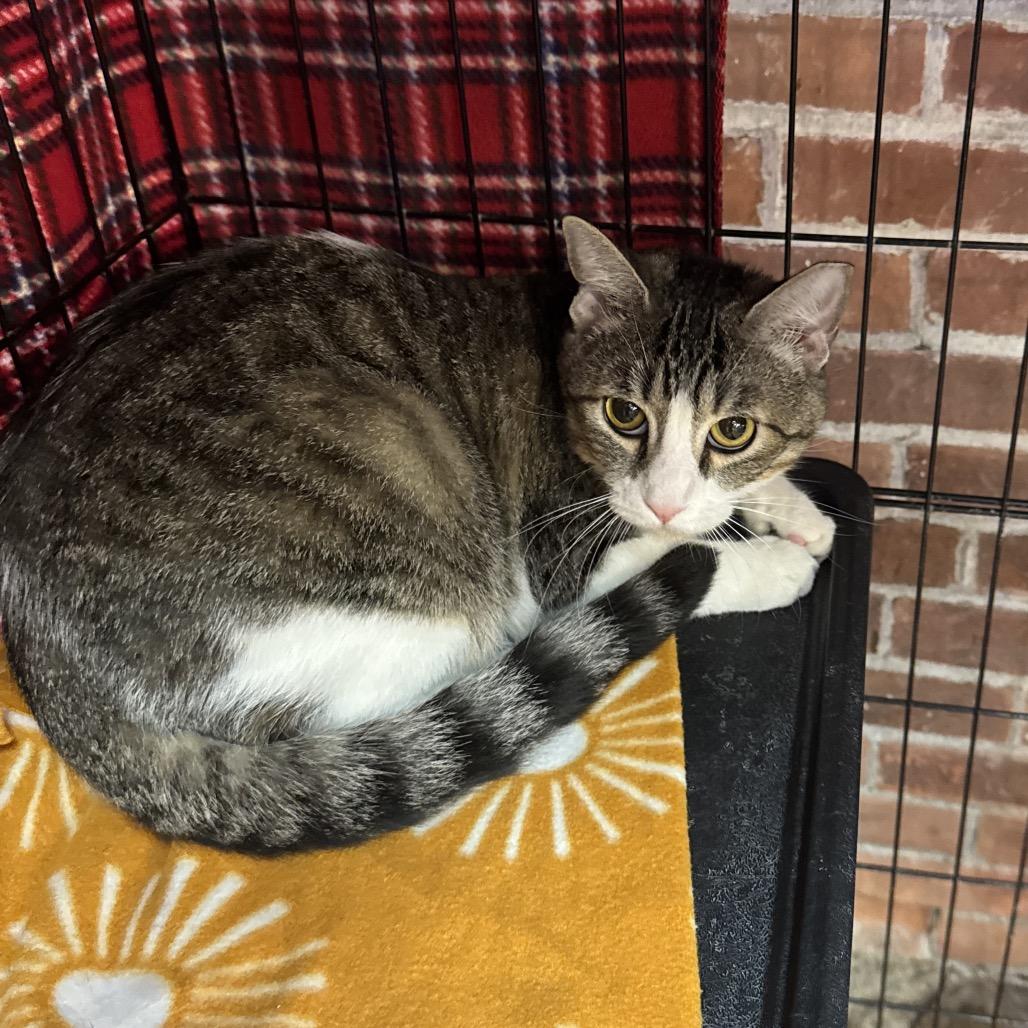 Enlarge Joy, a Adoptable Domestic Short Hair in Hamburg, NY image 1/1