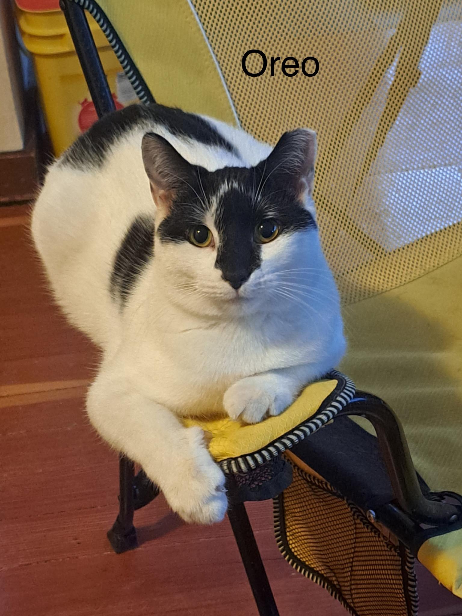 Oreo, a Adoptable Domestic Medium Hair in Menasha, WI image 1/4