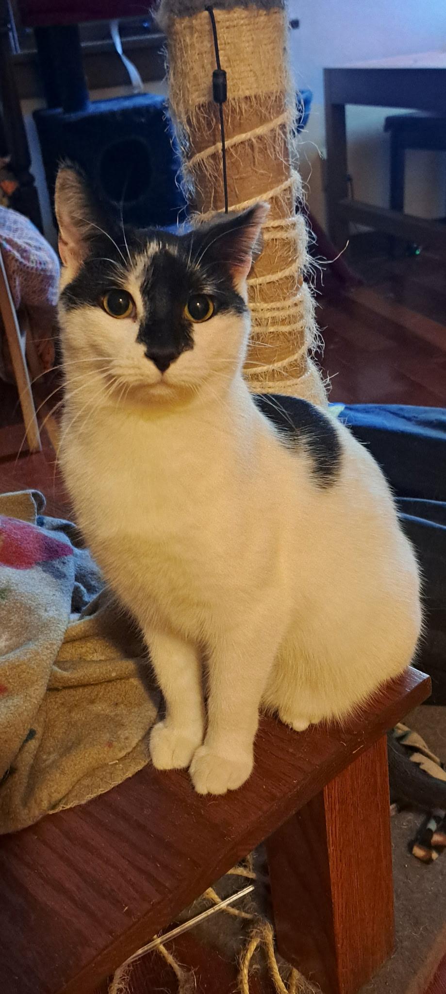 Oreo, a Adoptable Domestic Medium Hair in Menasha, WI image 2/4