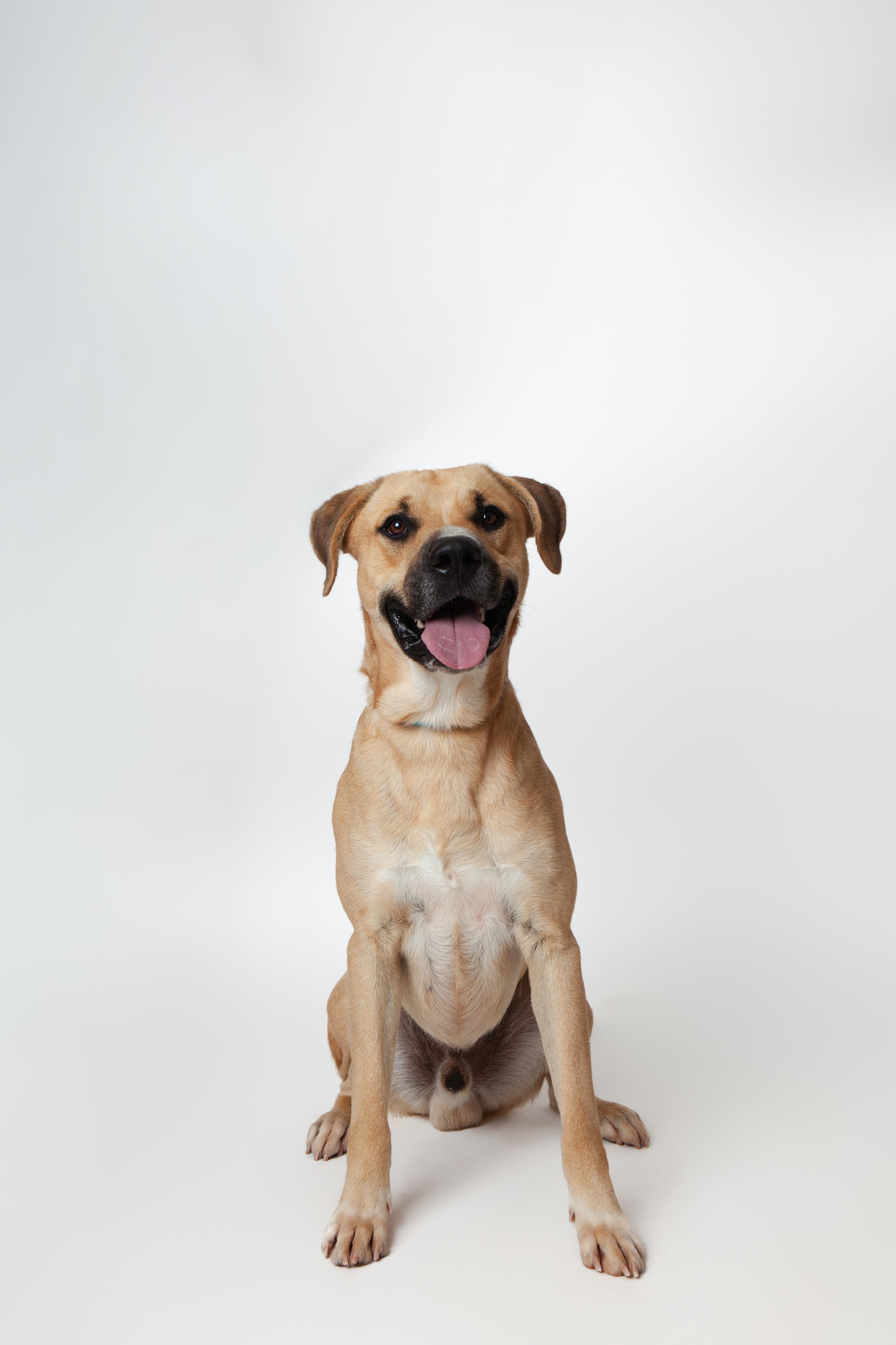 Bosco, adopted, Adult Male Mixed Breed.